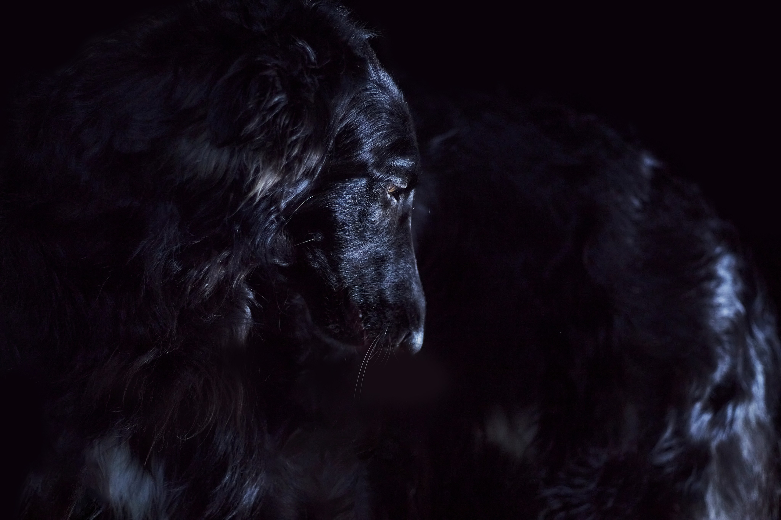 Фотограф анималист — Тула, Москва