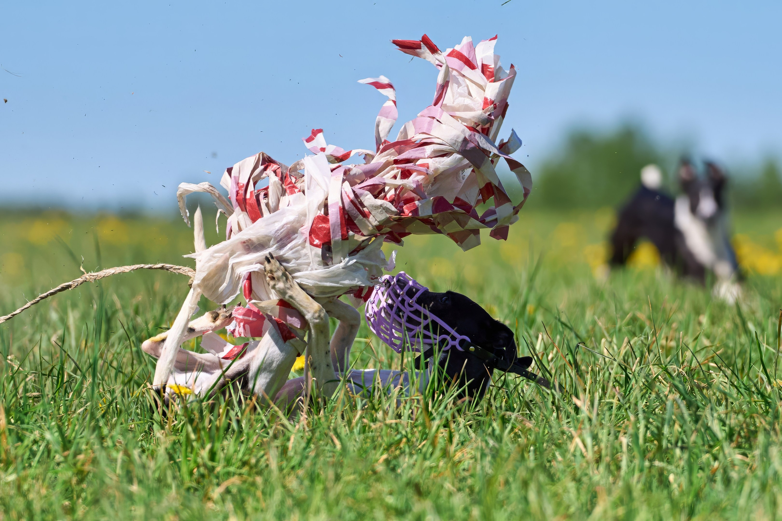 Тренировка по курсингу «на Ярославке». Фотограф-анималист Михаил Манухин