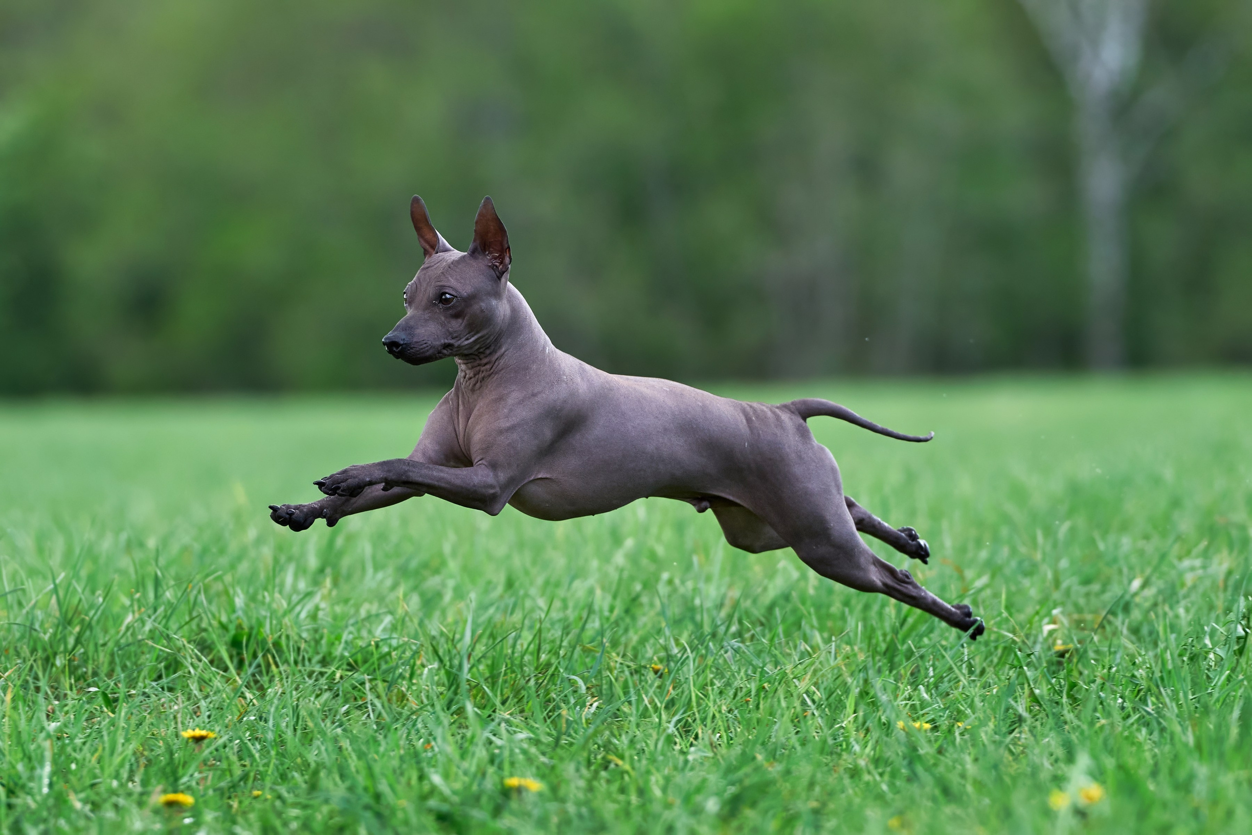 Тренировка по курсингу «на Ярославке». Фотограф-анималист Михаил Манухин