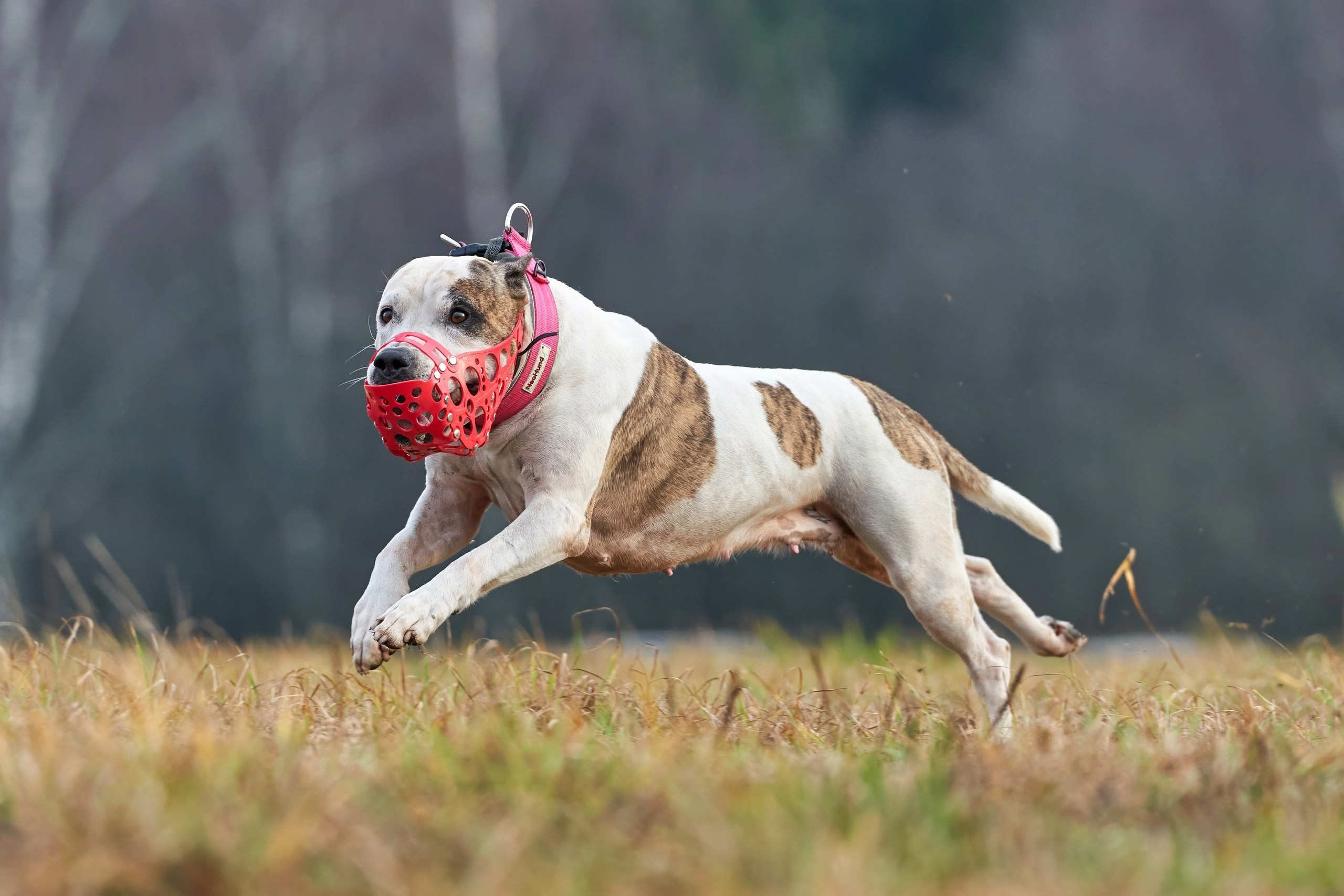 Состязания свор «Тройки». Фотограф-анималист Михаил Манухин