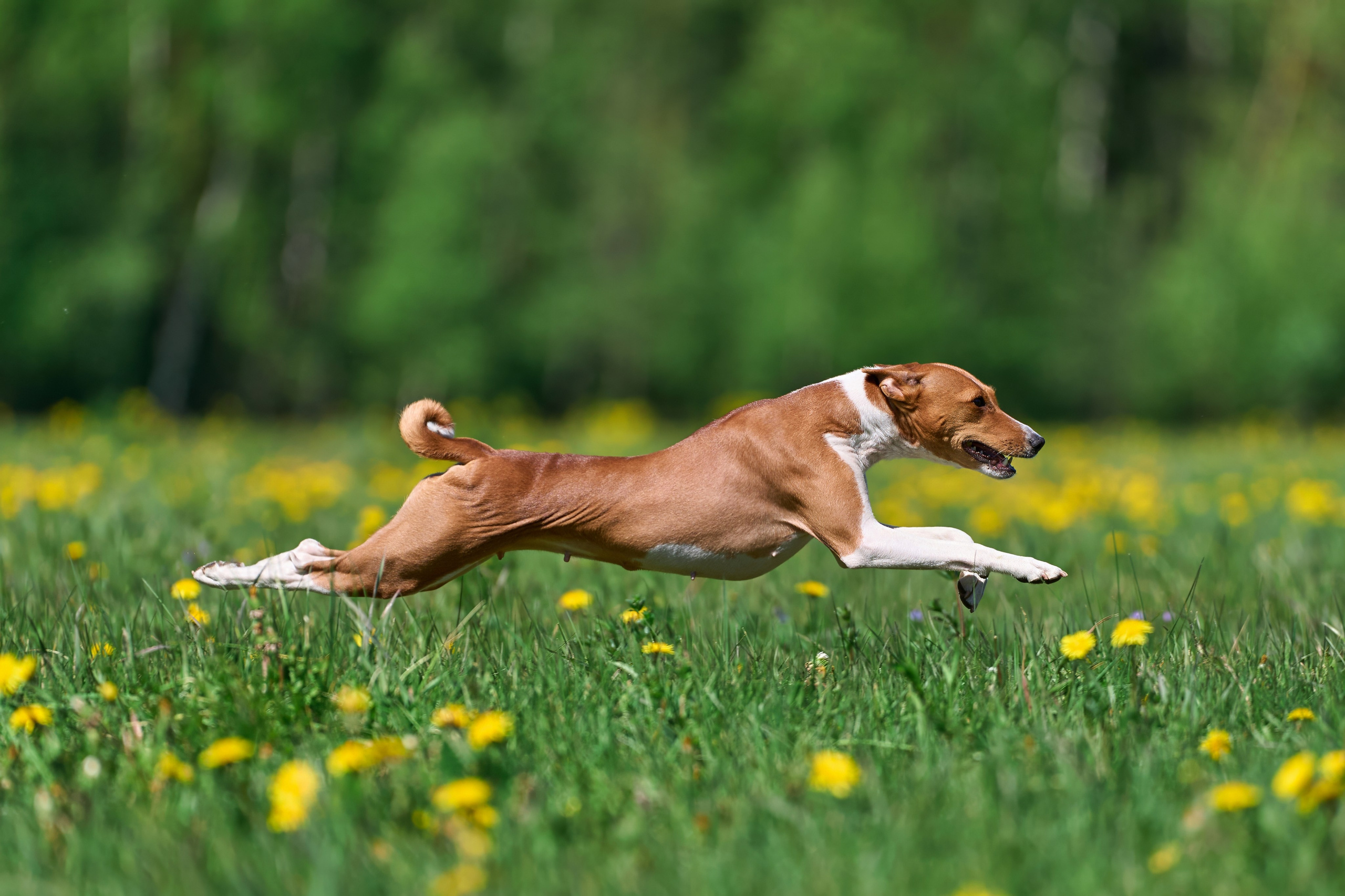 Квалификация по курсингу Донино. Фотограф-анималист Михаил Манухин