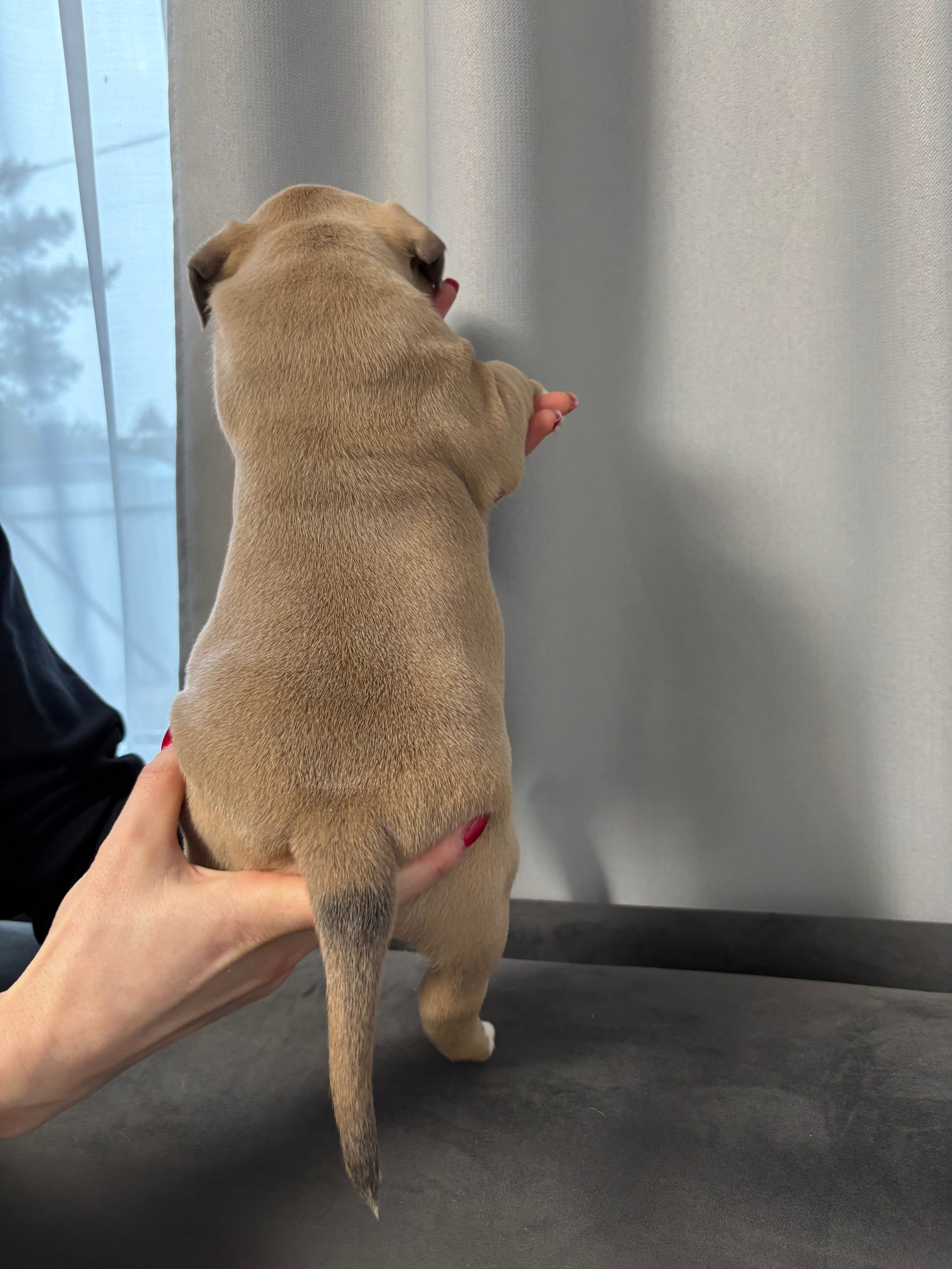 Помет Рич и Дося 04.02.25. Американский Булли в г. Ростов-на-Дону. Питомник THE POWER OF SIBERIA