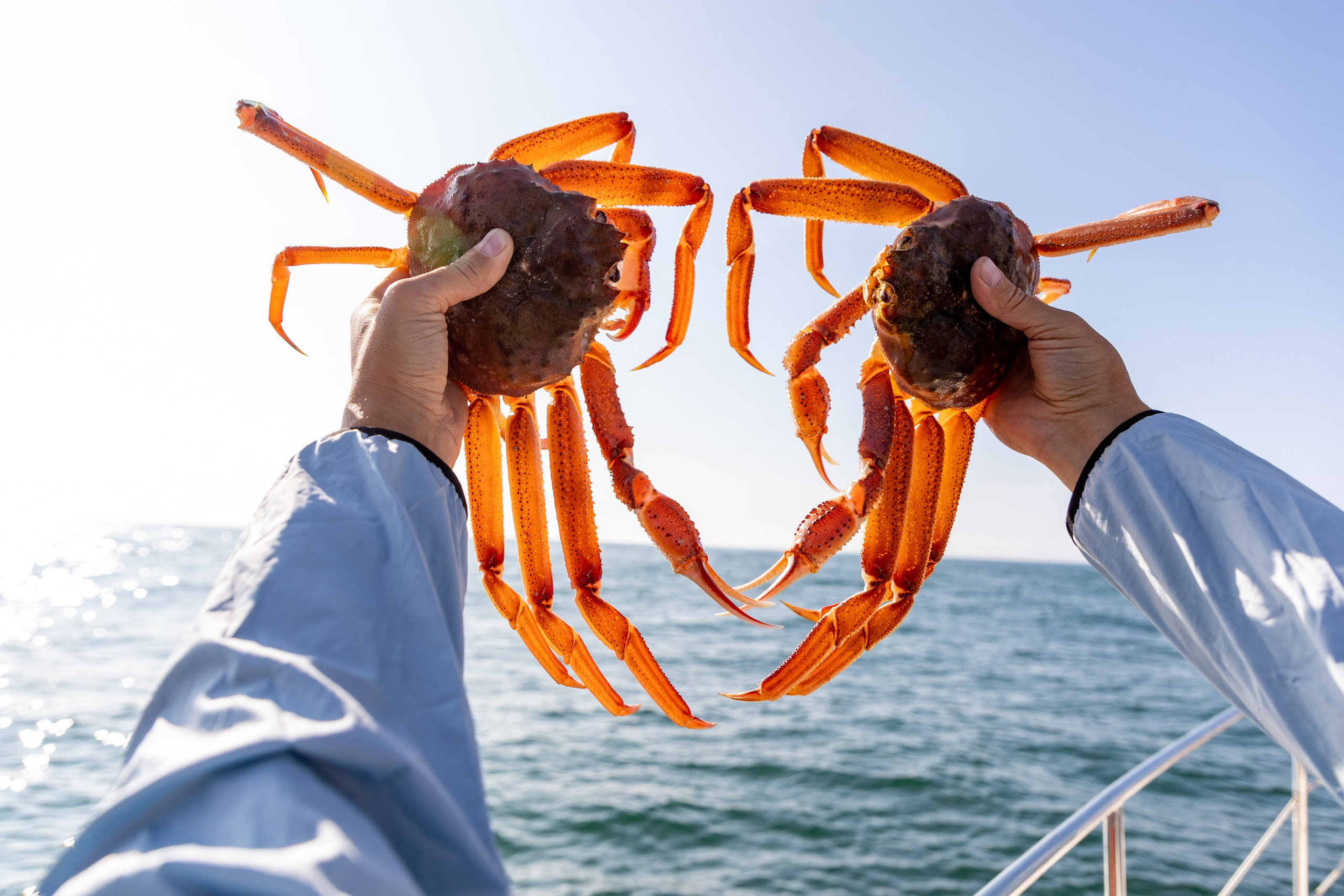 Крабовое сафари. Время Камчатки: чтобы найти свой путь, нужно скорость умножить на время