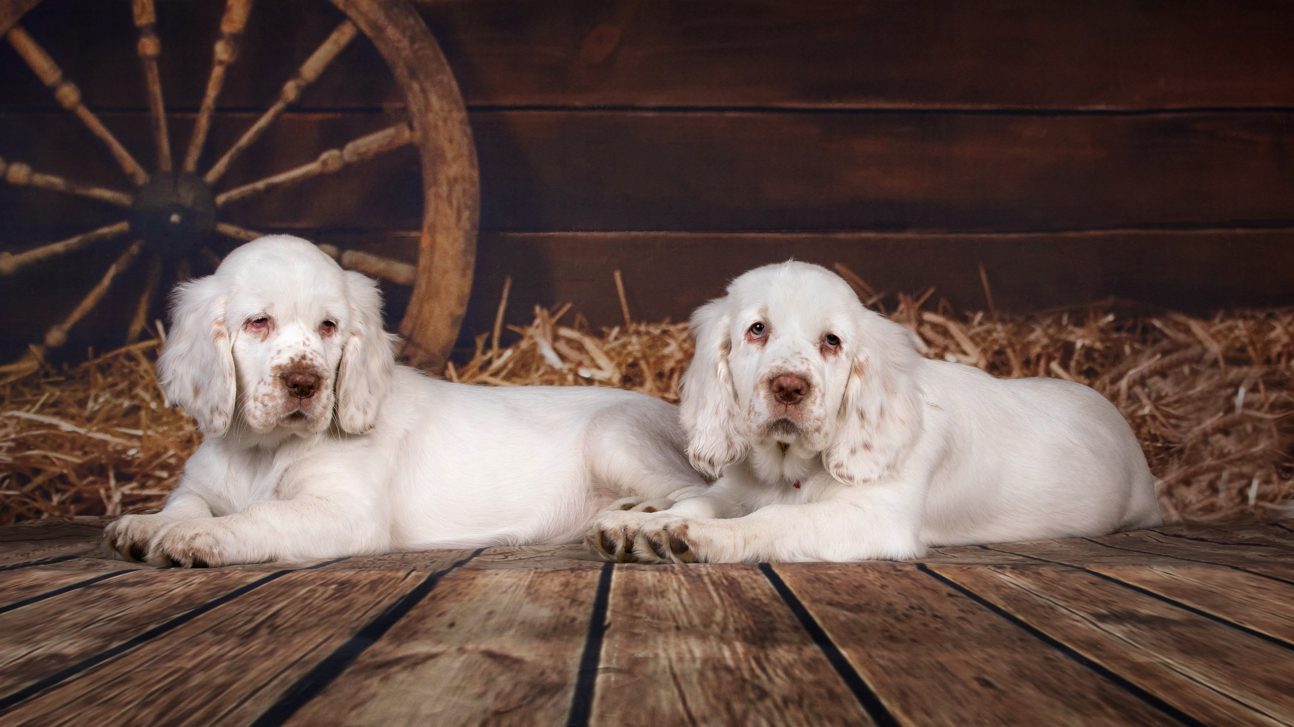 Фоны большого размера. Фотограф-анималист в Омске Екатерина Маричева