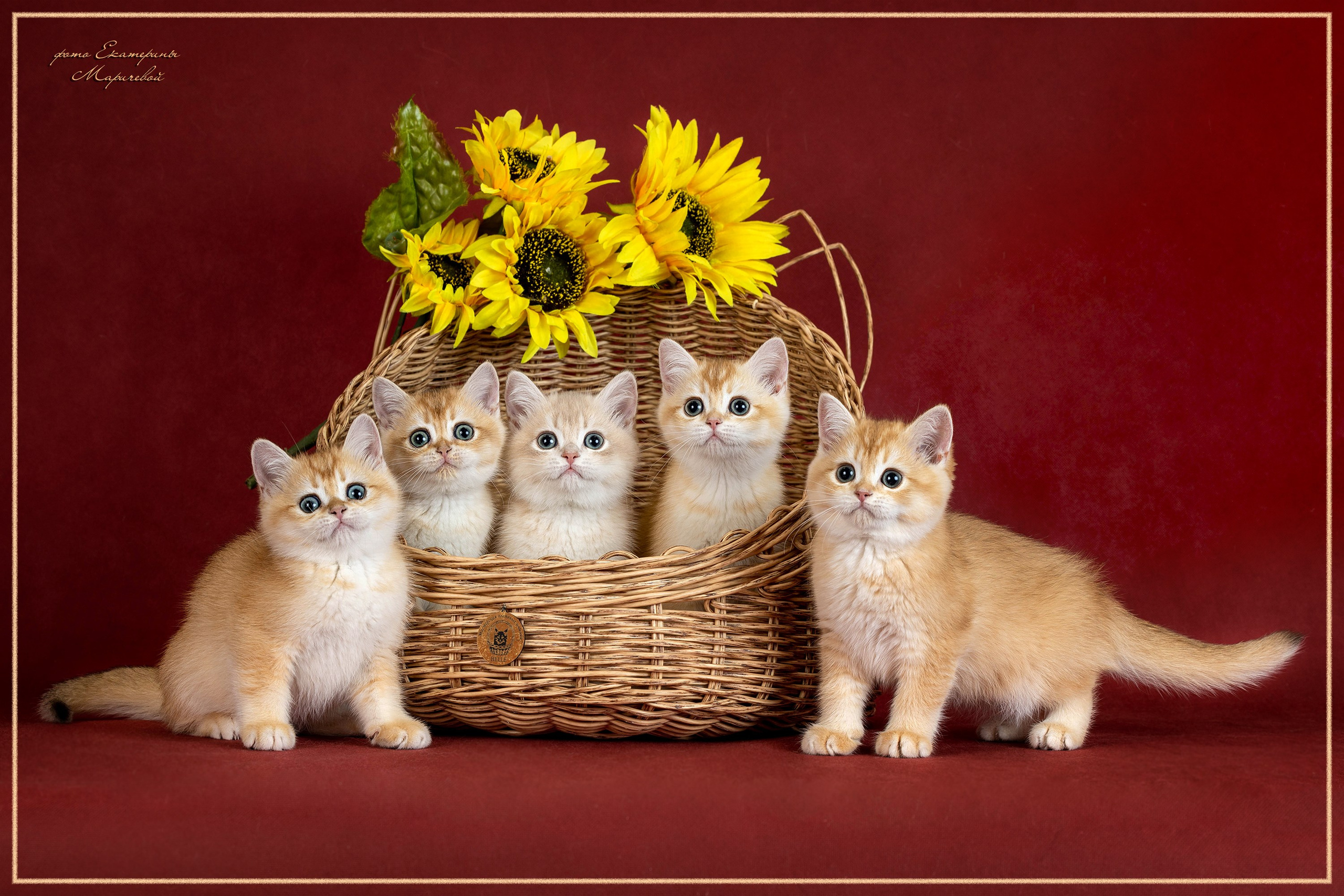 Студийная съёмка на моей территории. Фотограф-анималист в Омске Екатерина Маричева