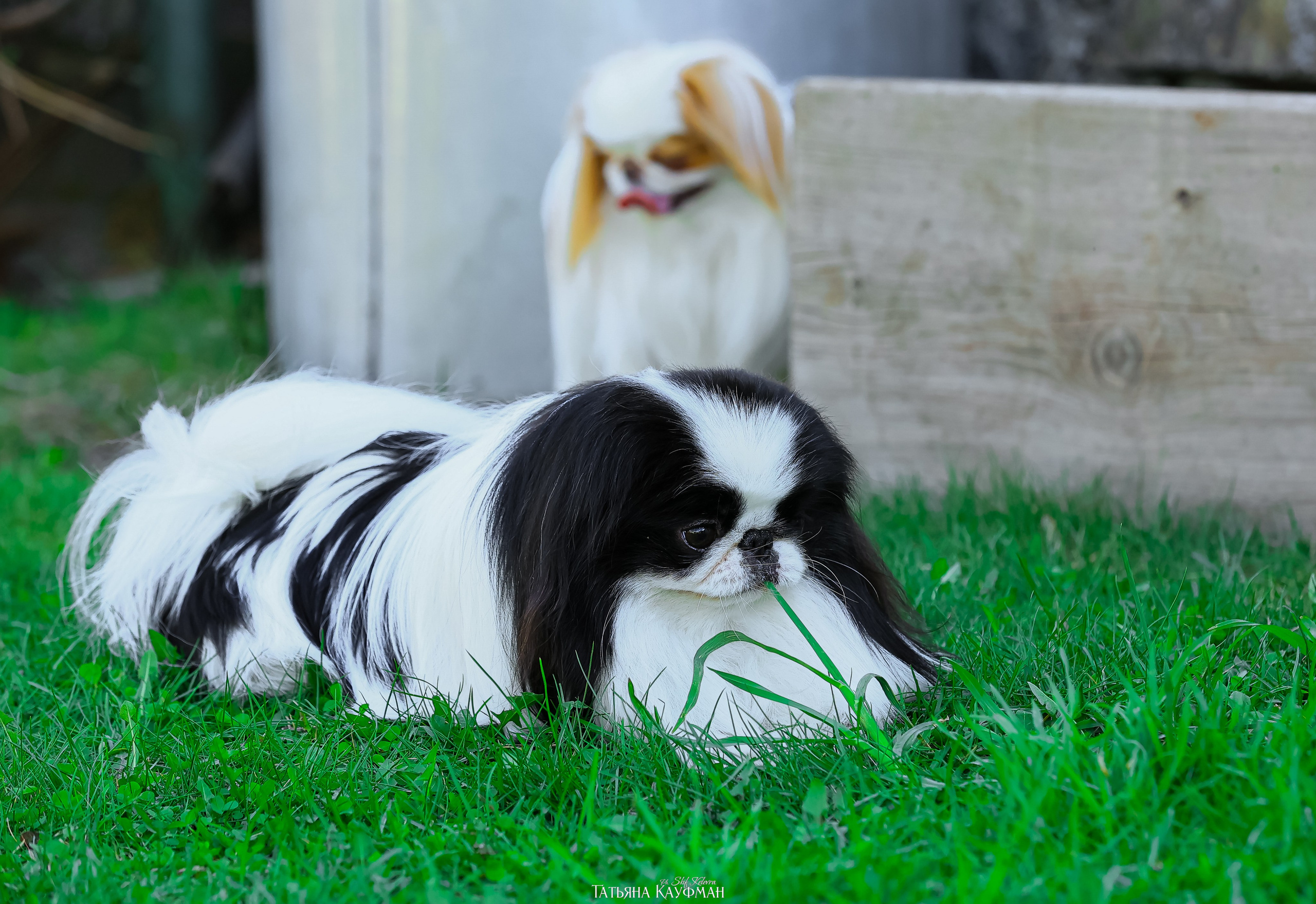 Японский хин, фотография японский хин, собака в цветах, красивая собака, фотограф анималист, фотокурс Анималистика, научиться фотографировать собак, фотограф Новосибирск
