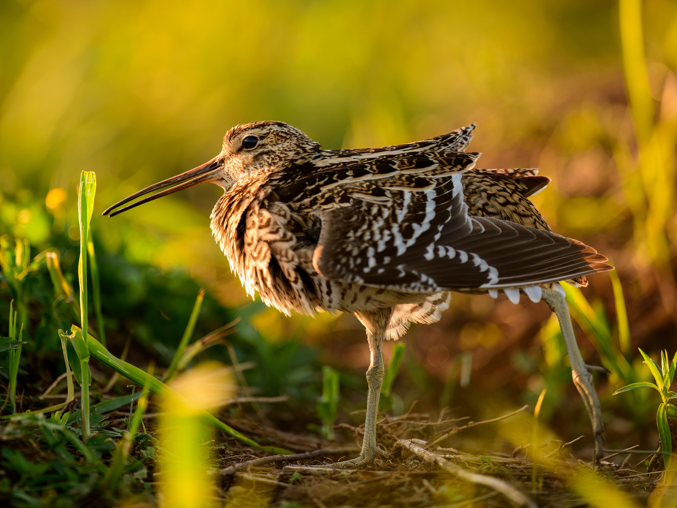 Дупелиный ток: настоящие гусары!. Фотограф Сергей Пупонин