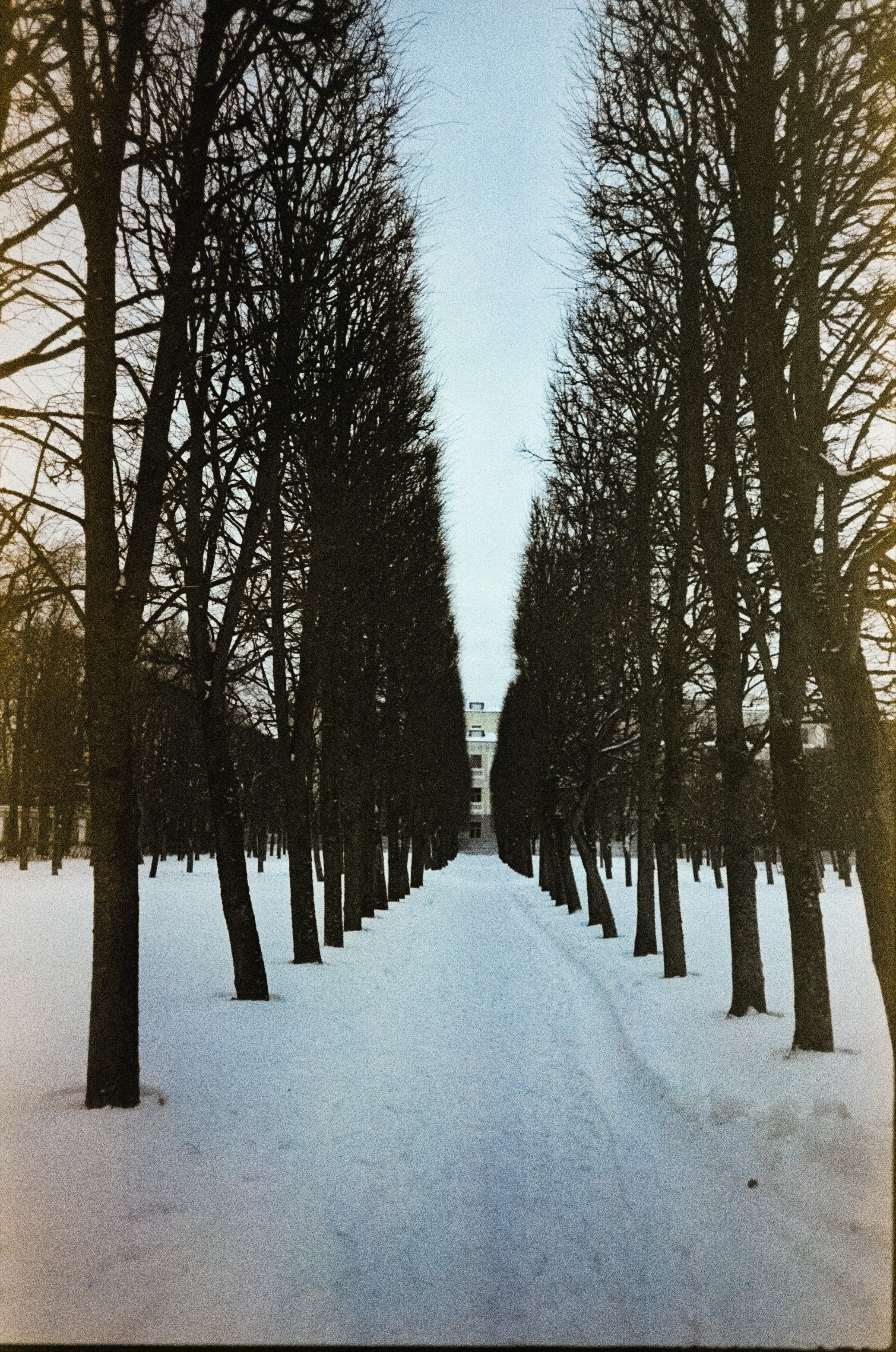 Fujicolor Superia 200 (просрочка) / Cosina CX-1 / 6 января 2025 года Усадьба Архангельское