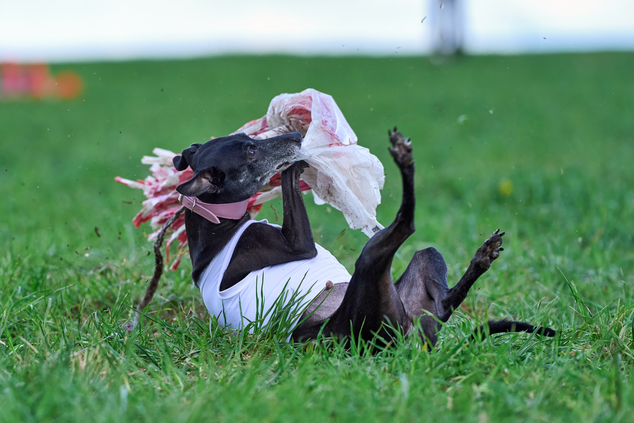 Тренировка по курсингу «на Ярославке». Фотограф-анималист Михаил Манухин