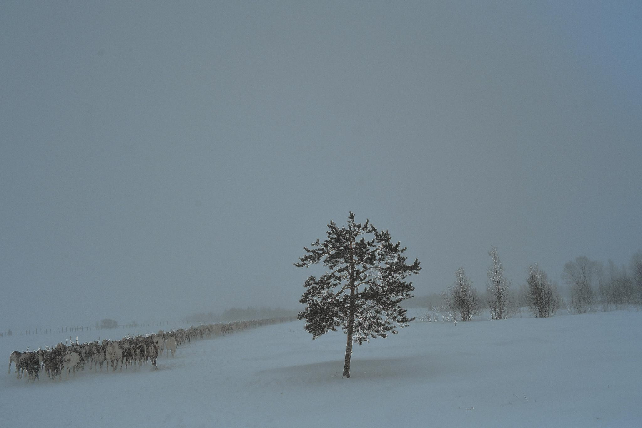 Фототур к северным оленям и саамам. 5–9 марта