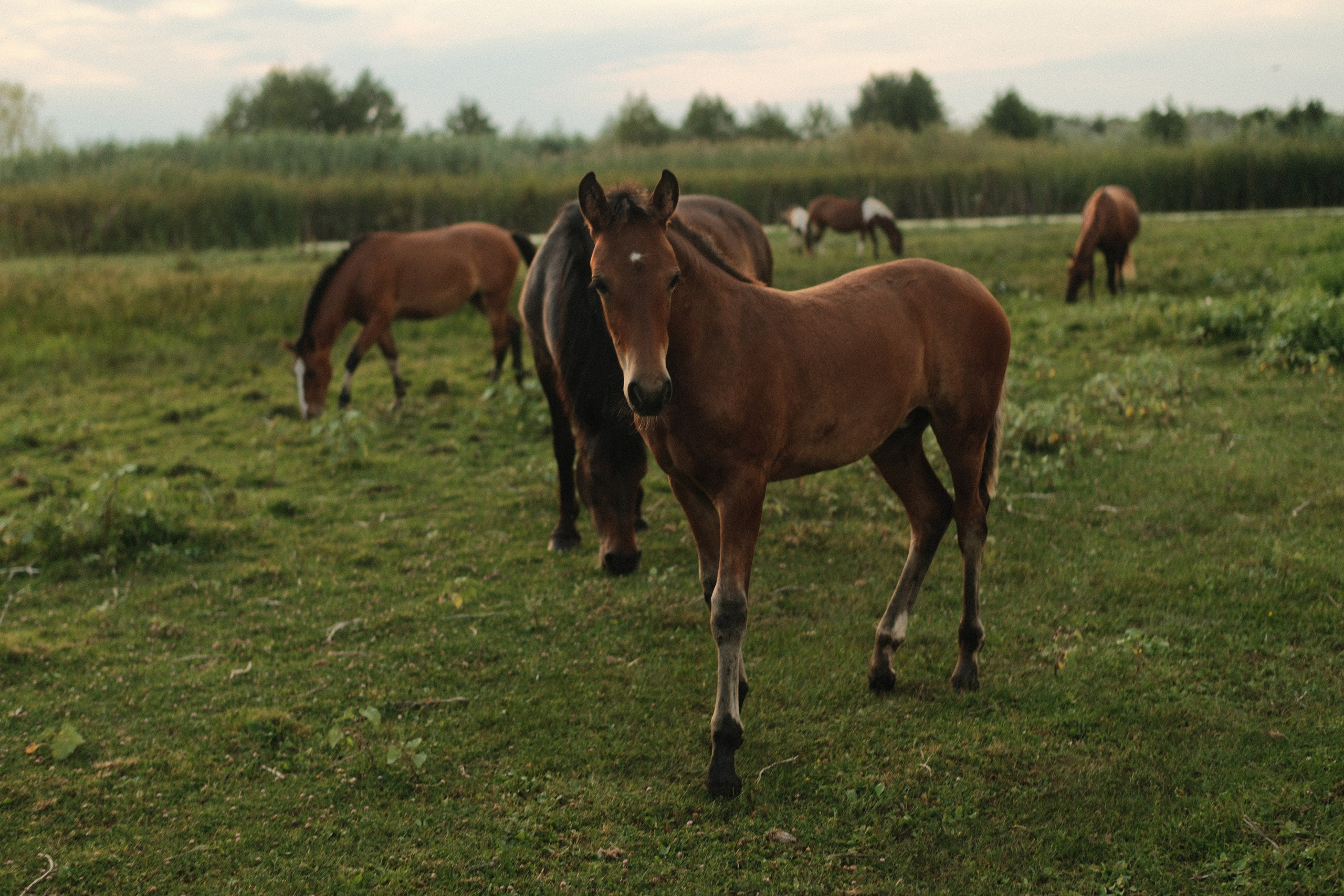 Внезапная фотосессия. Фотограф/Видеограф из Саратова