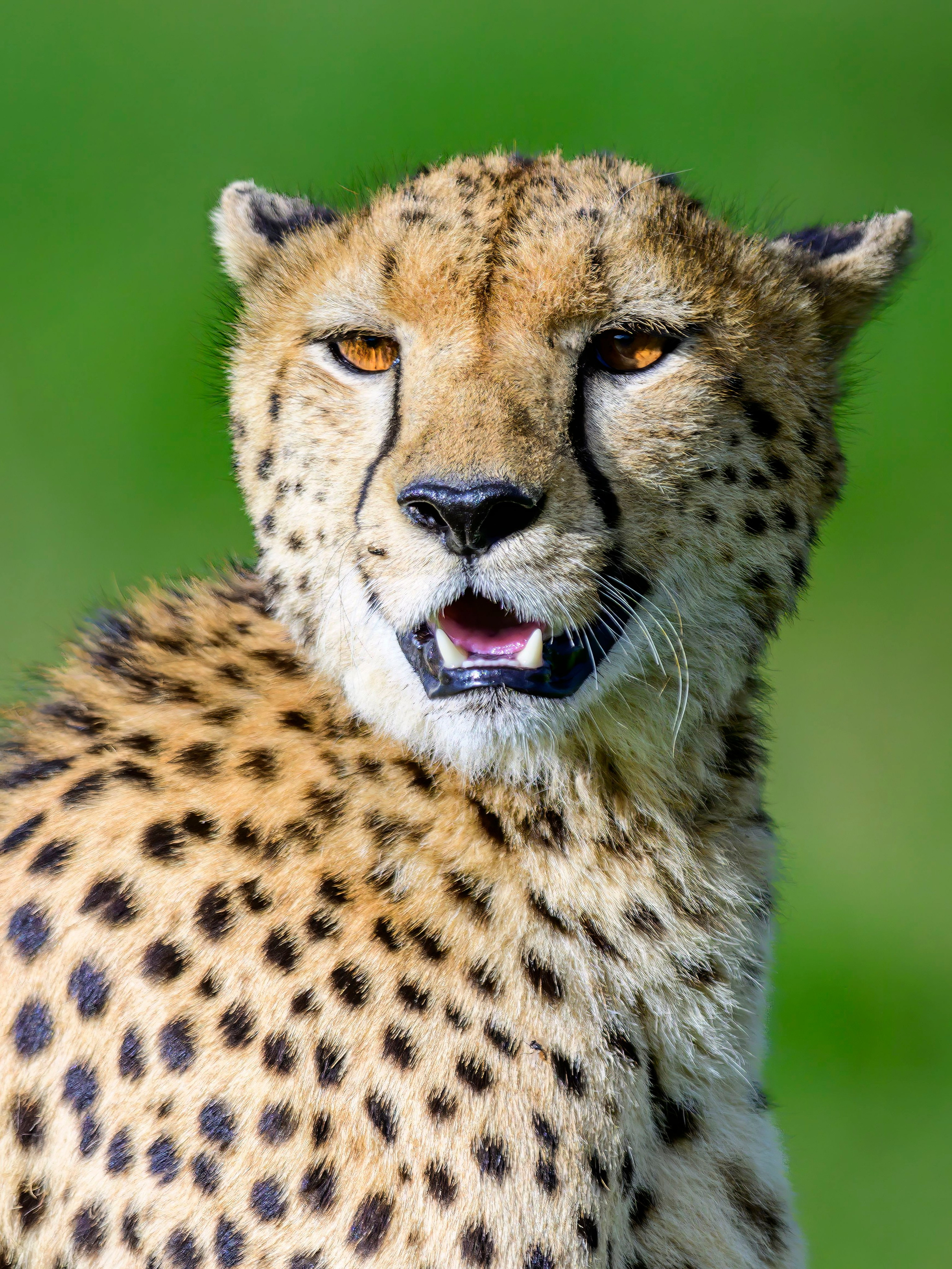 Большие кошки | Big cats. Фотограф Сергей Пупонин