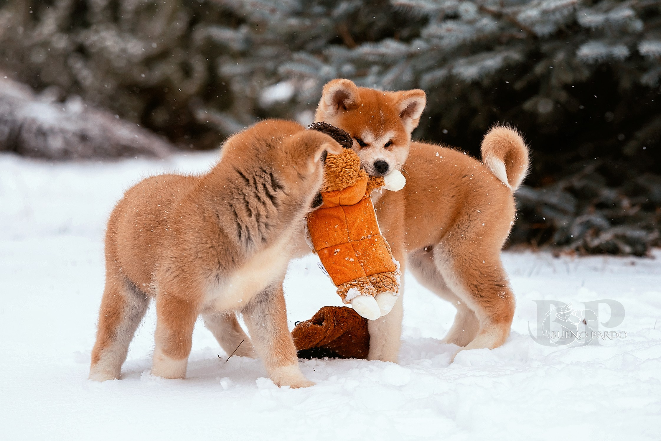 Щенки японской акита ину из питомника. Питомник собак Акита, Хаски, Корги