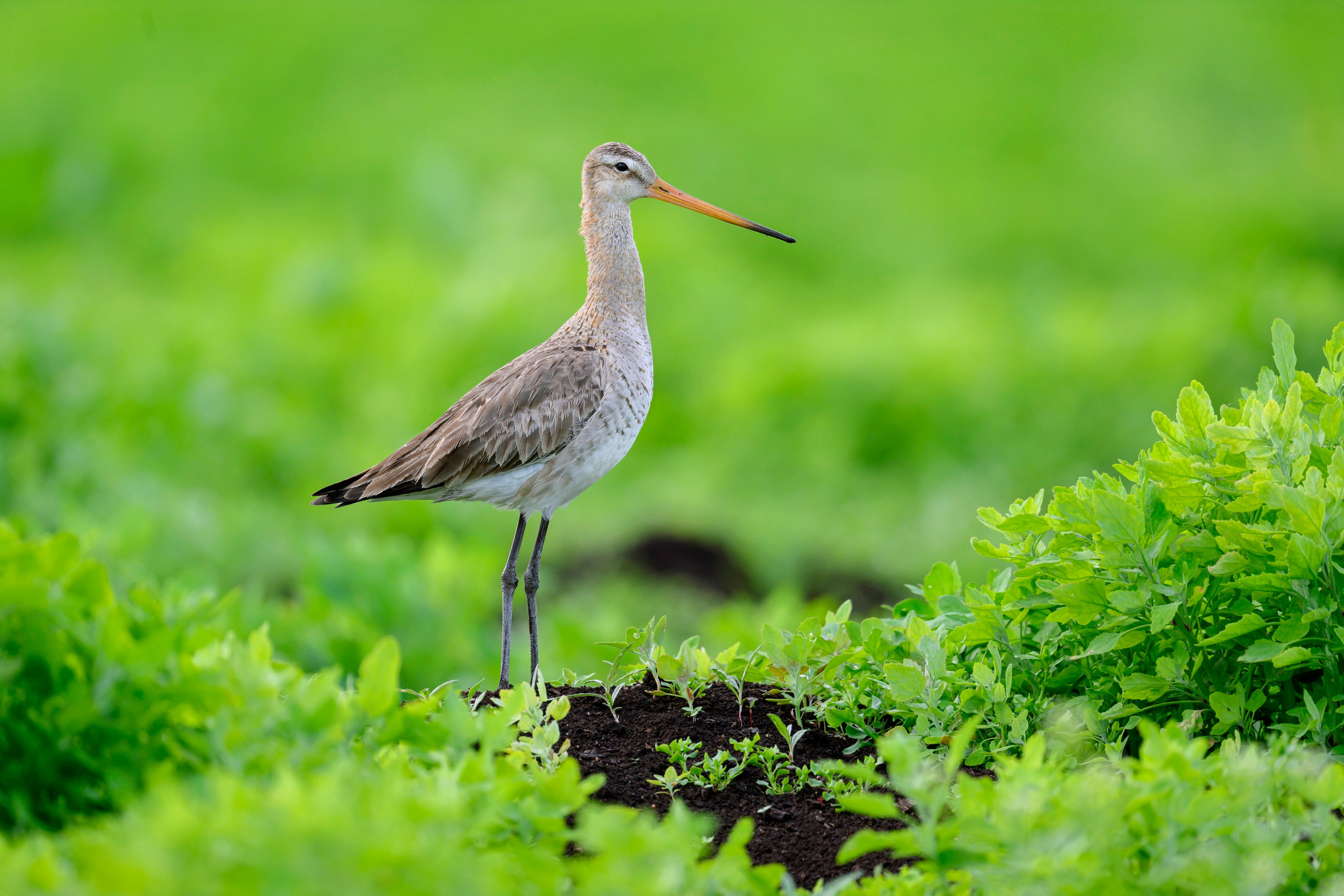 Большой веретенник. Фотограф Сергей Пупонин