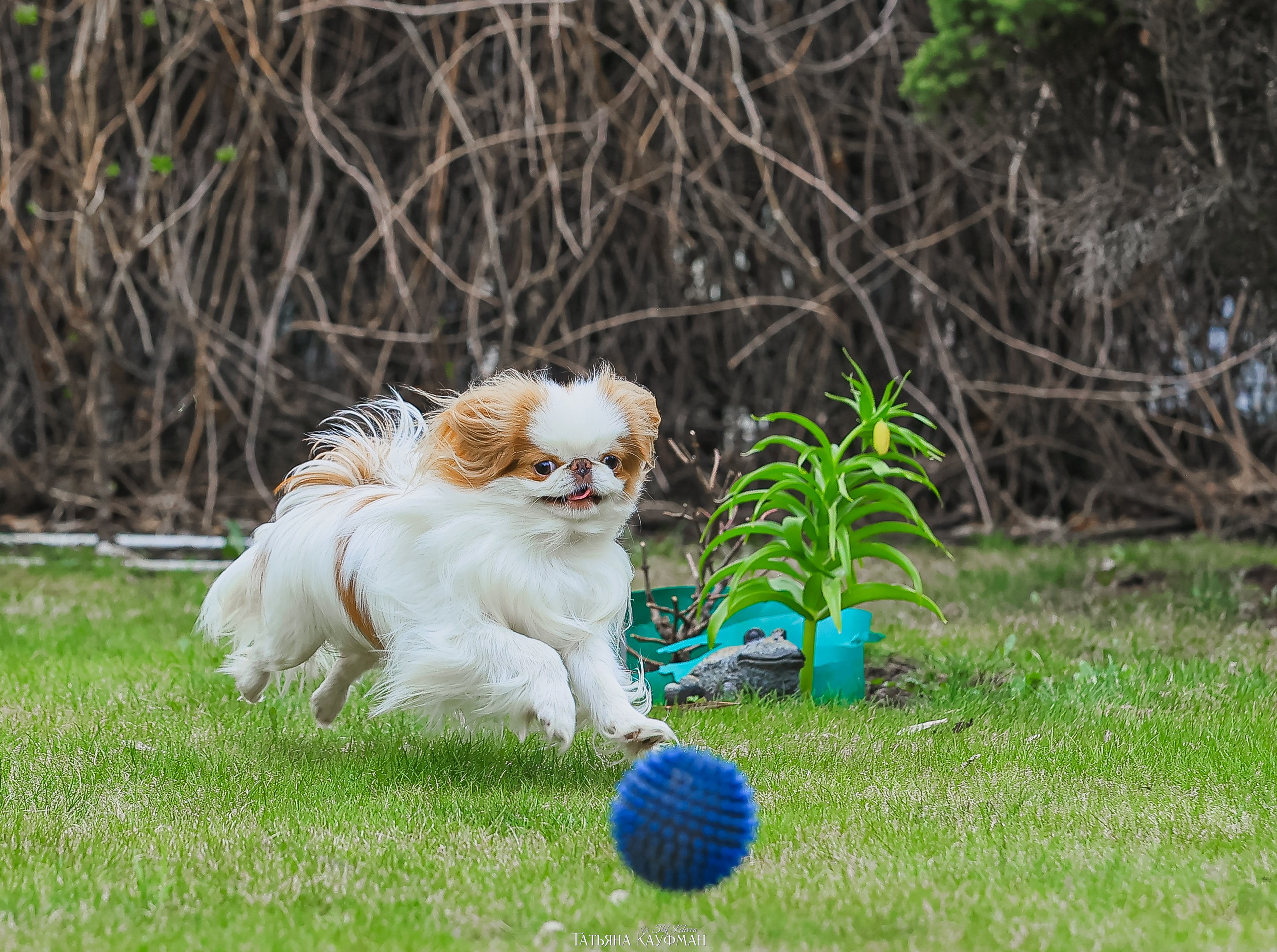 Японский хин, фотография японский хин, собака в цветах, красивая собака, фотограф анималист, фотокурс Анималистика, научиться фотографировать собак, фотограф Новосибирск