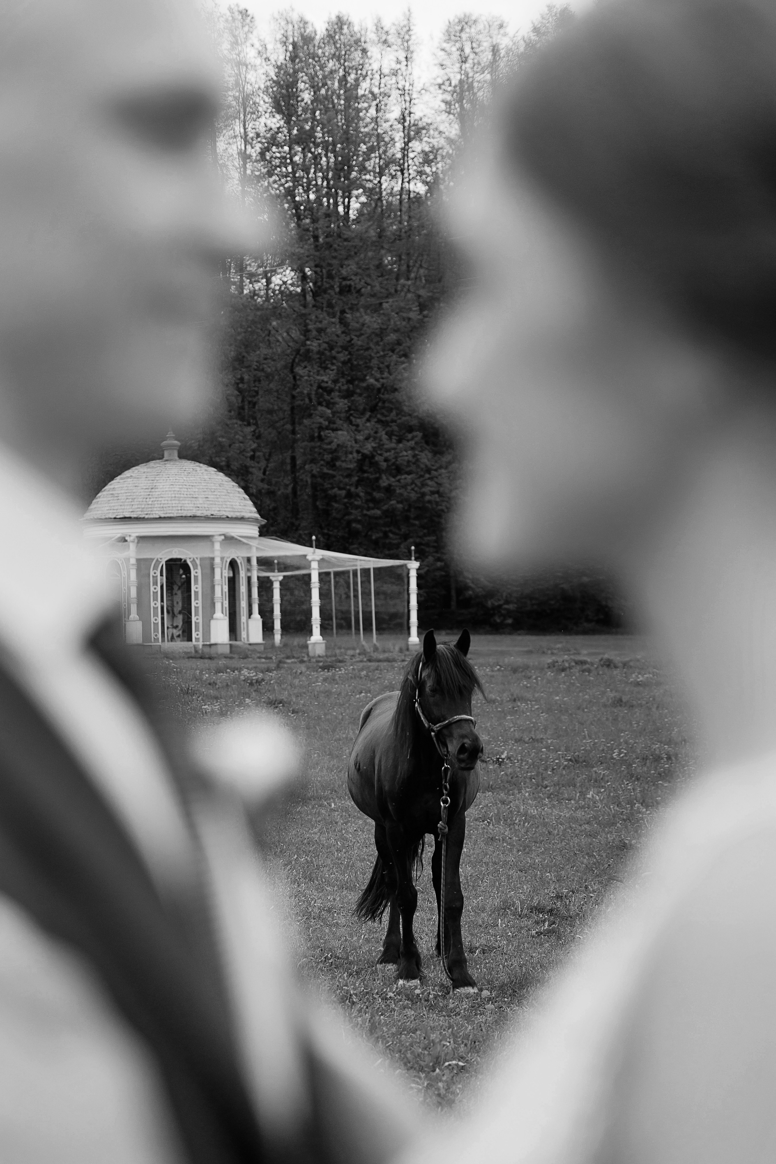Фотограф на свадьбу в Твери и Тверской области. Свадебный и семейный фотограф в Твери и Тверской области