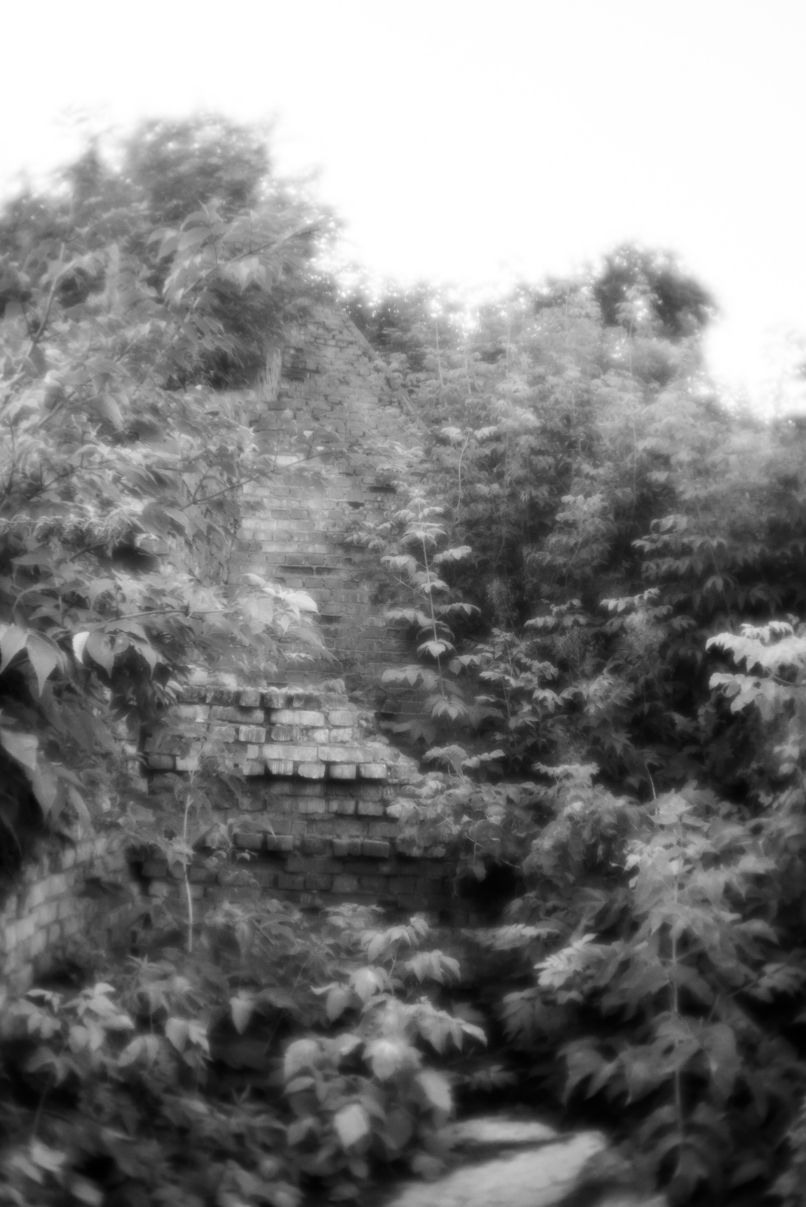 «Трава забвения»/ «The herb of oblivion» (2024-in progress). Morskyakanulavmorya