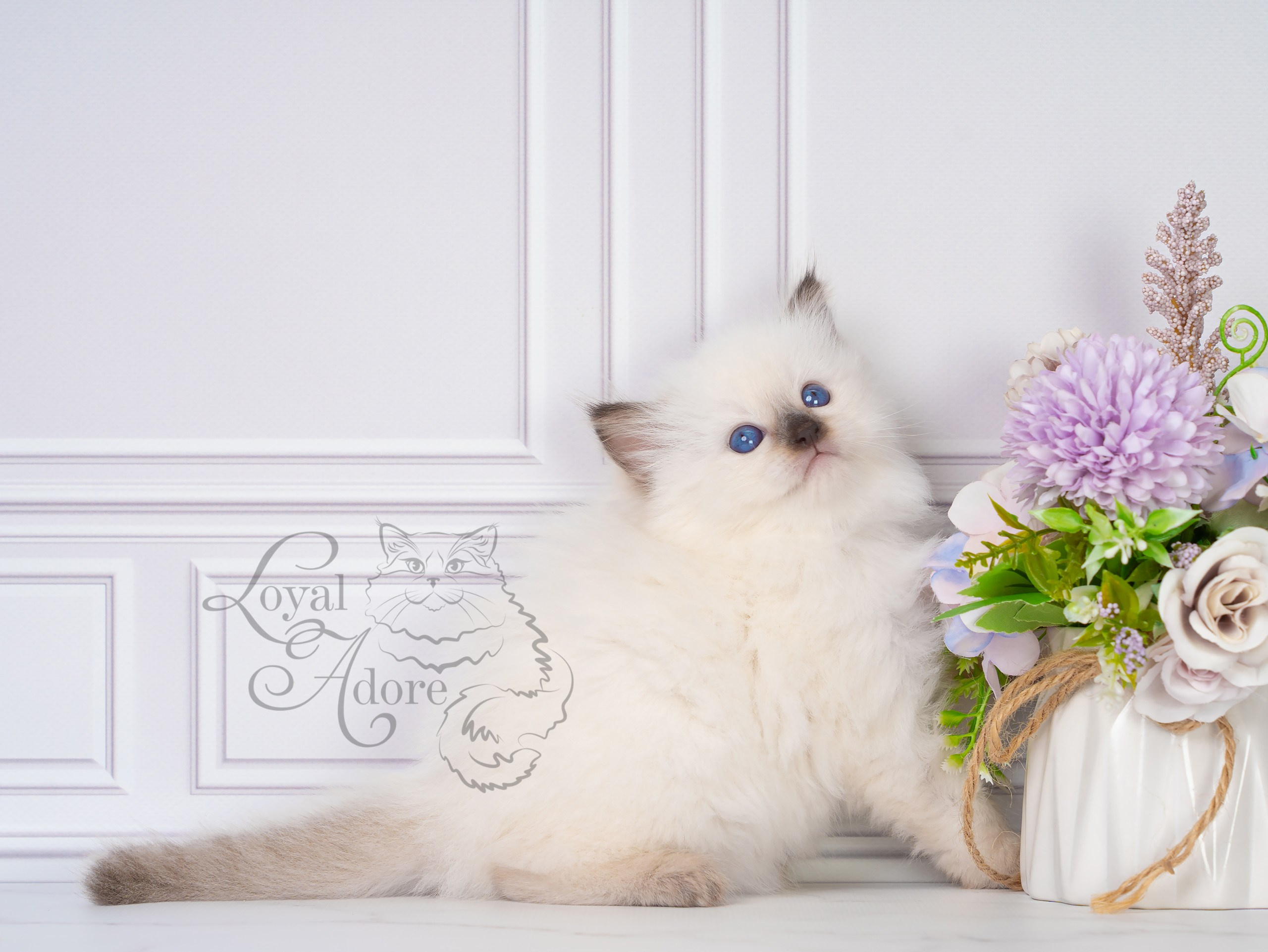 Котята рэгдолл от Loyal Adore. Питомник рэгдолл Loyal Adore