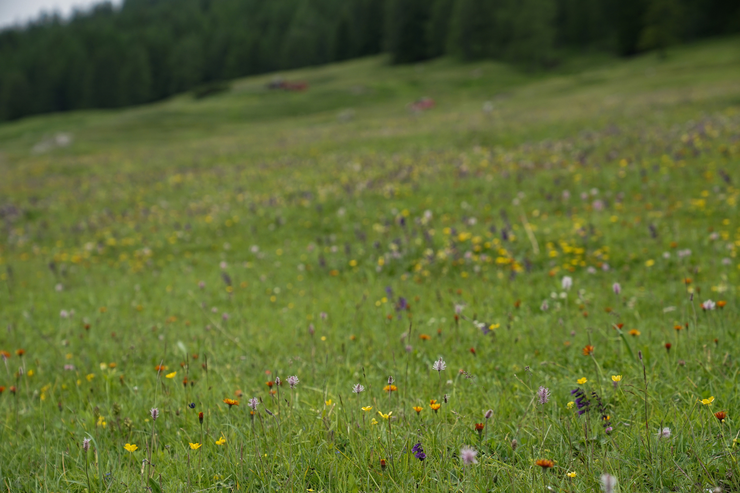 Italy. Photograph and videograph in Israel
