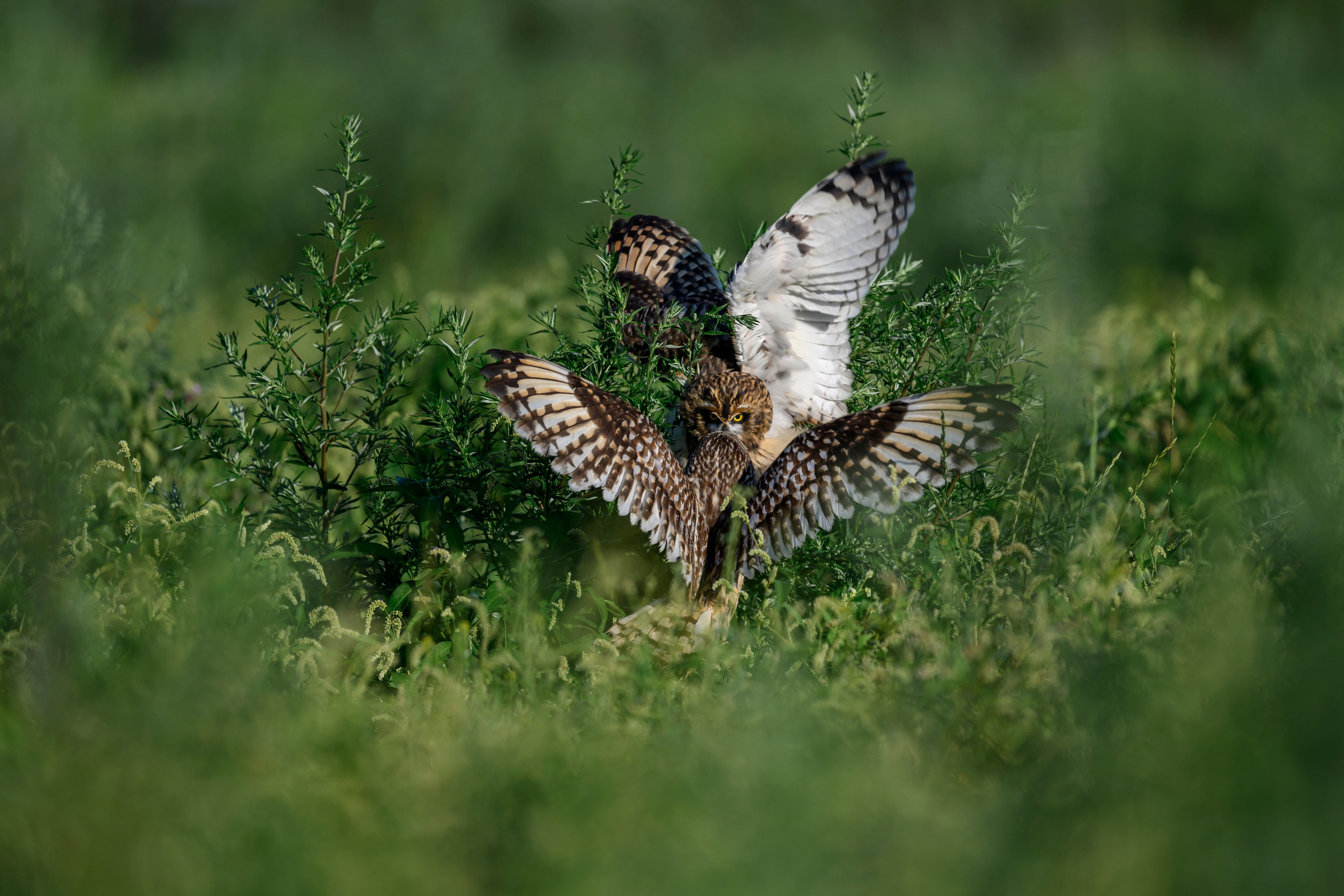Битва сов и кормление совят. The Owl Battle and Feeding the Nestlings. Фотограф Сергей Пупонин