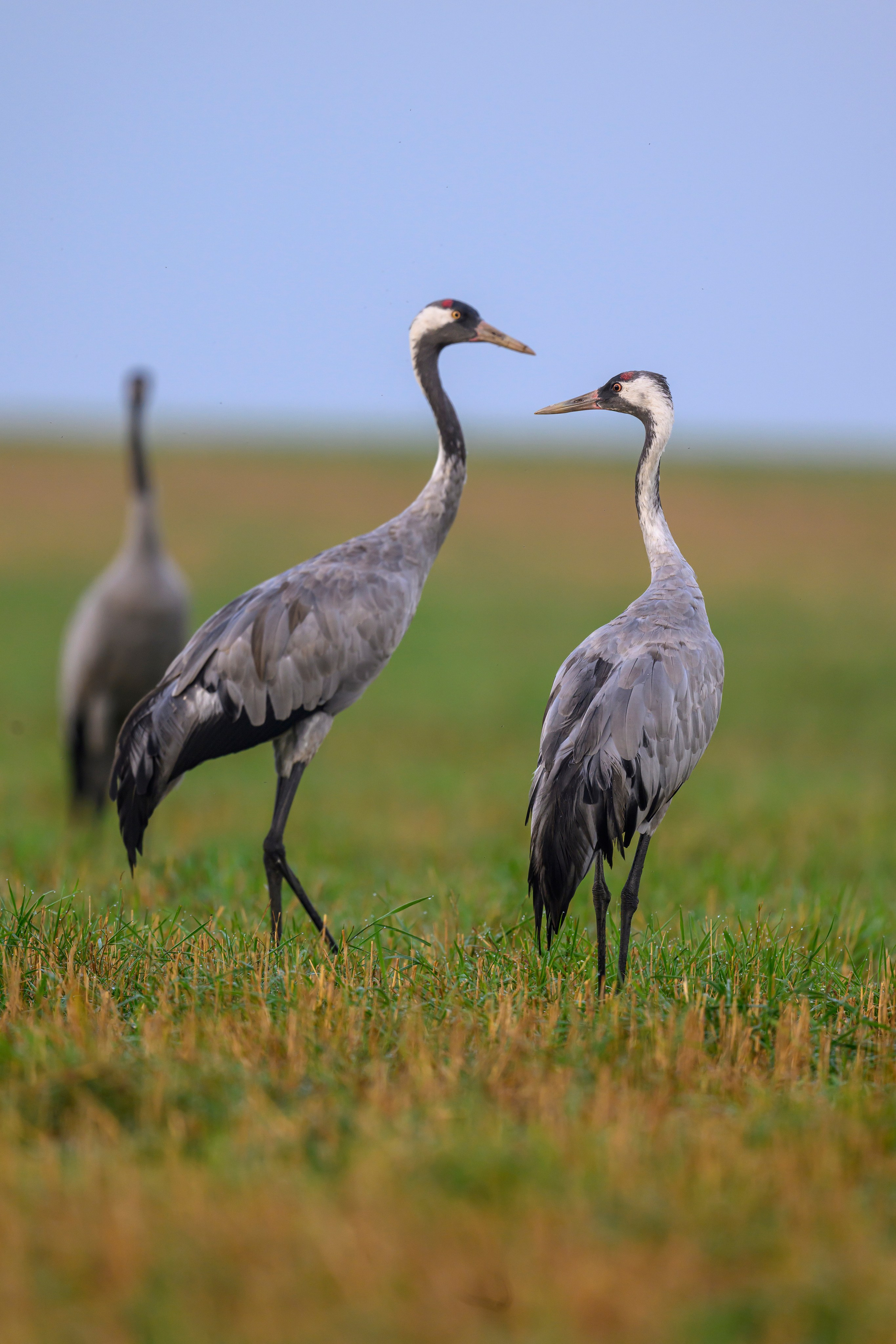 Серый журавль. Фотограф Сергей Пупонин