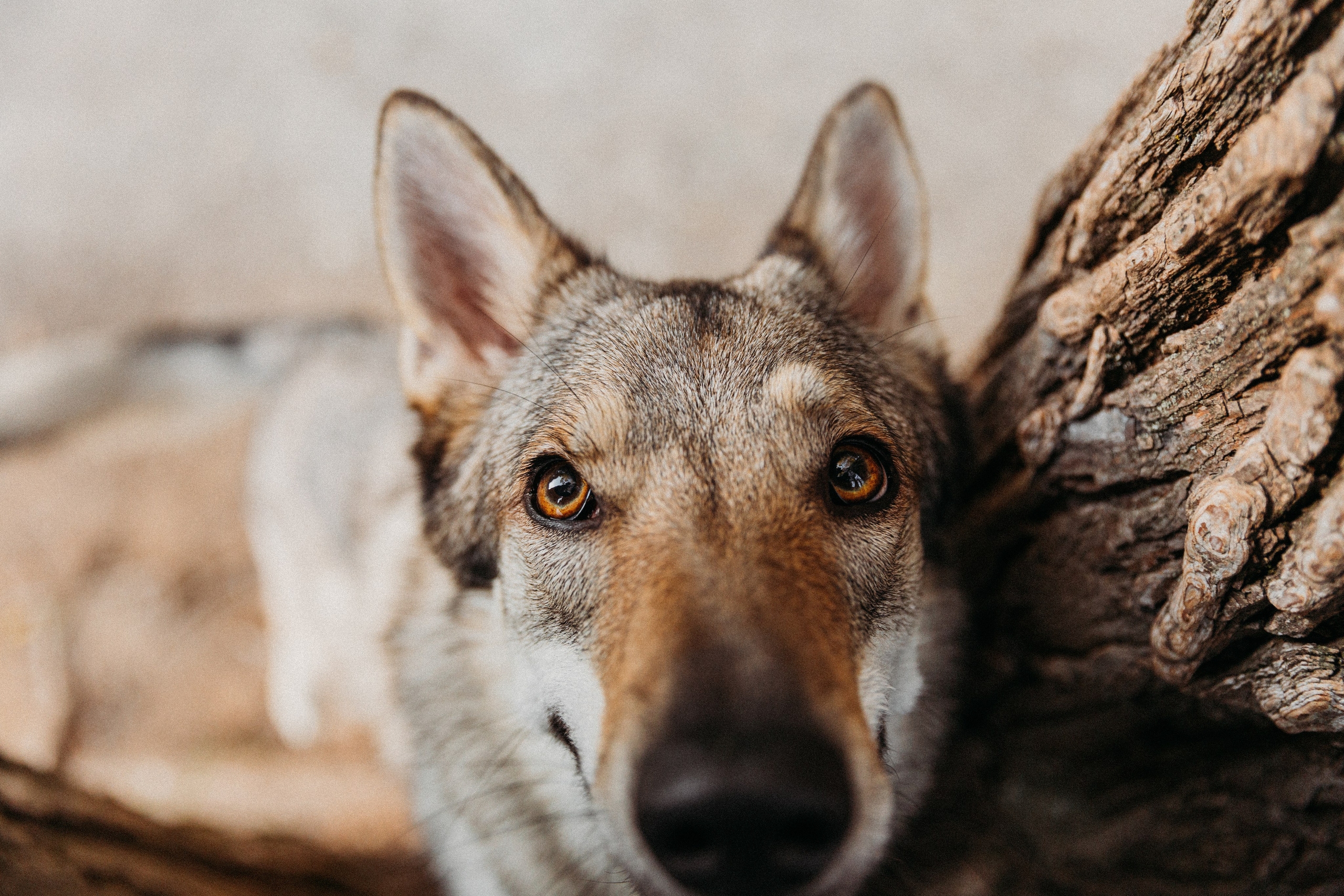 Фотограф-анималист в Москве Соломонова Варвара