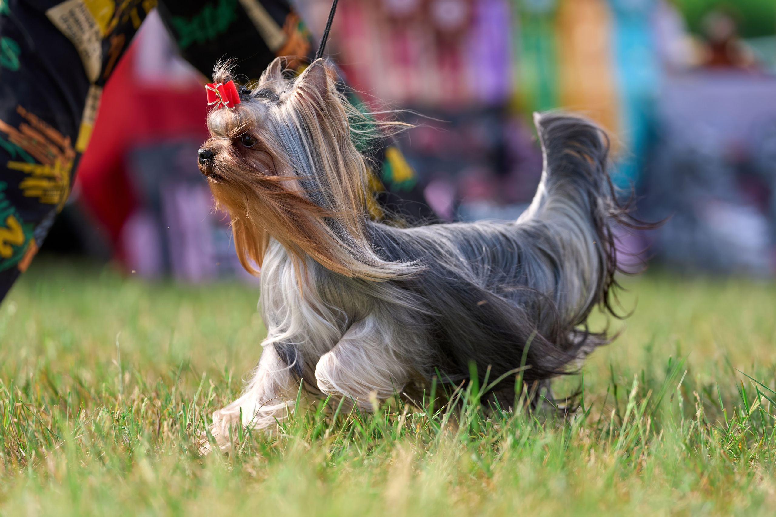 Выставка «ИЗ СОЗВЕЗДИЯ БОЛЬШОГО ПСА 2024». Фотограф-анималист Михаил Манухин