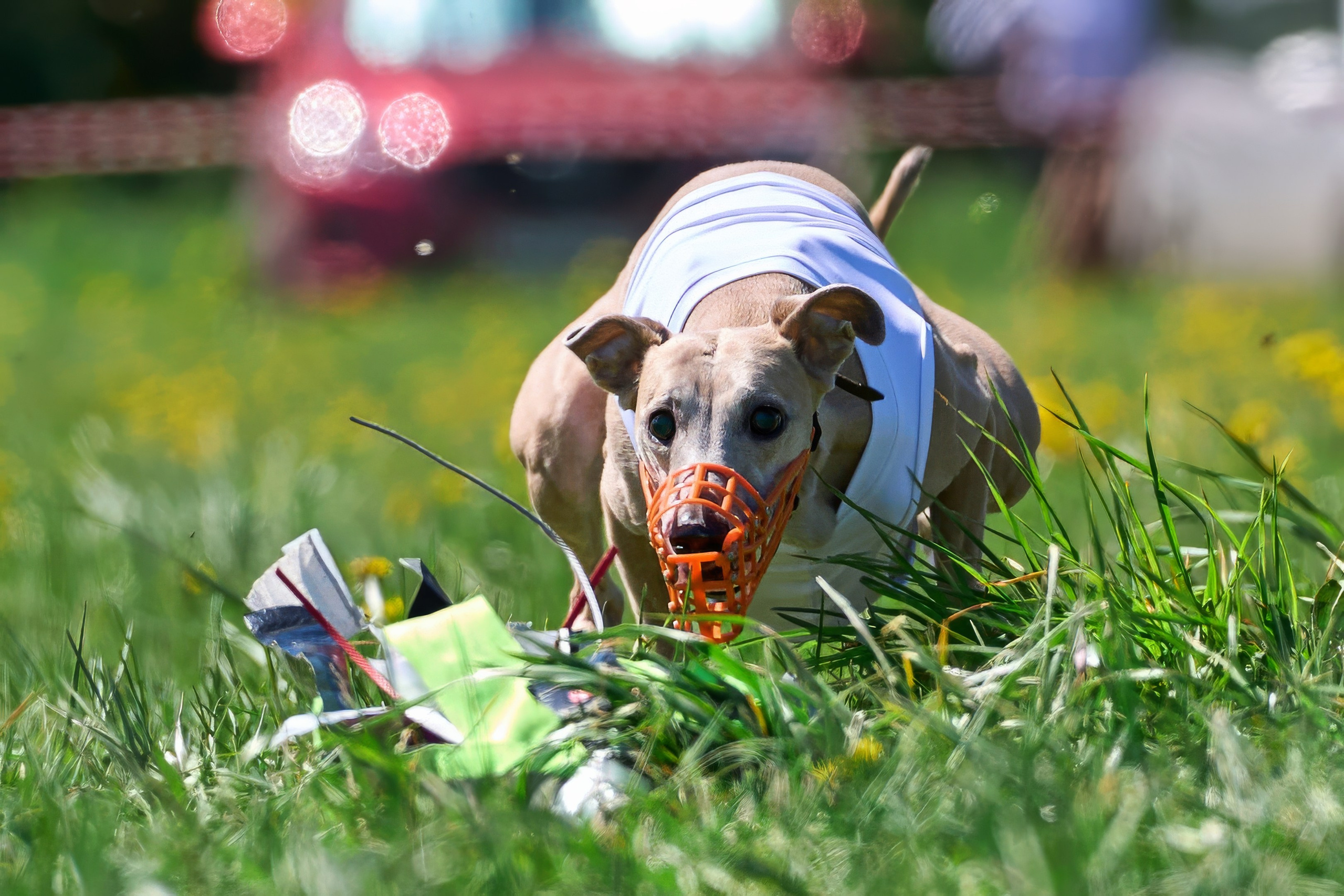 Квалификация по курсингу Донино. Фотограф-анималист Михаил Манухин