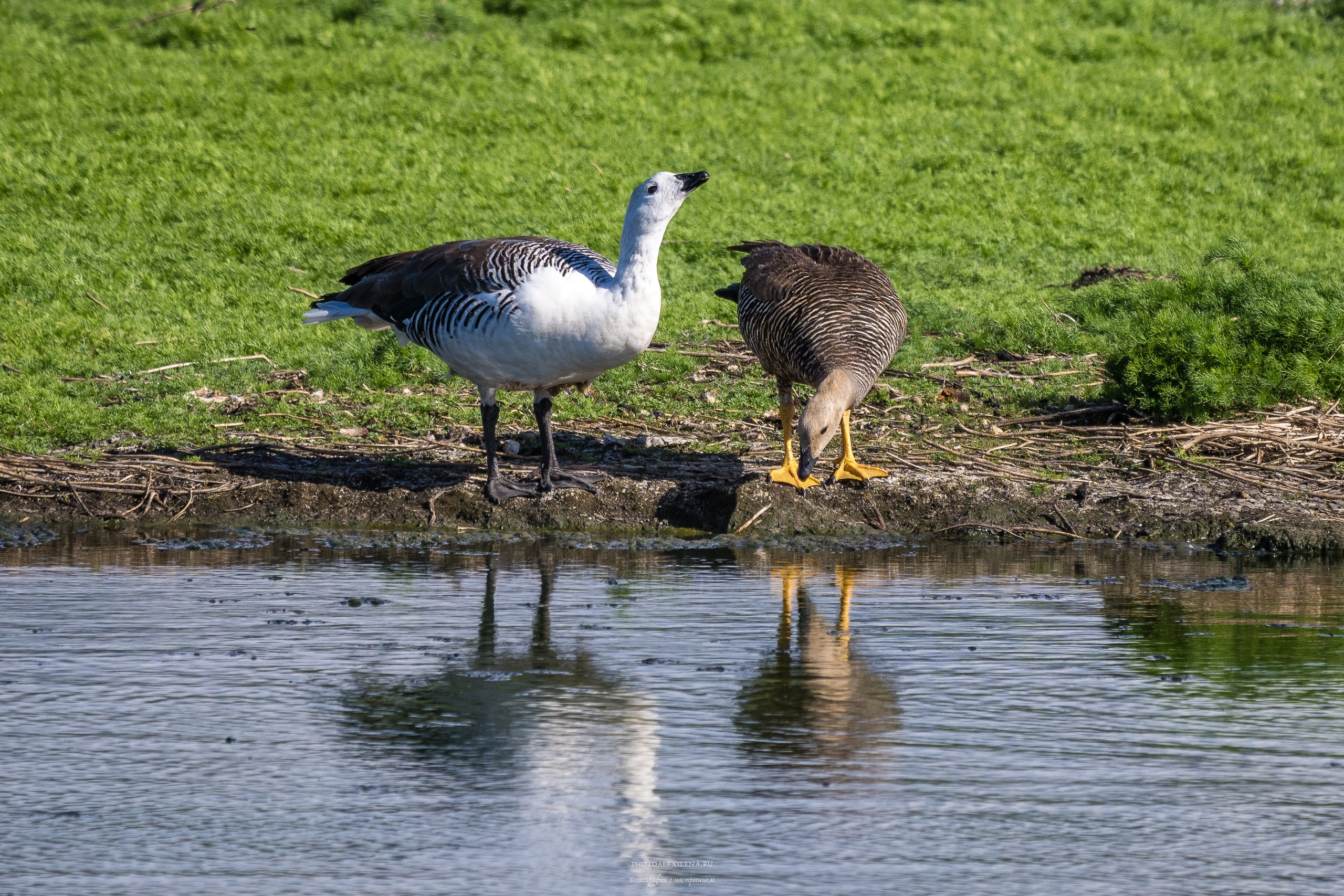 Ледник Перито-Морено, Лагуна Нимез и озеро Архентино. Авторские стильные фотокартины