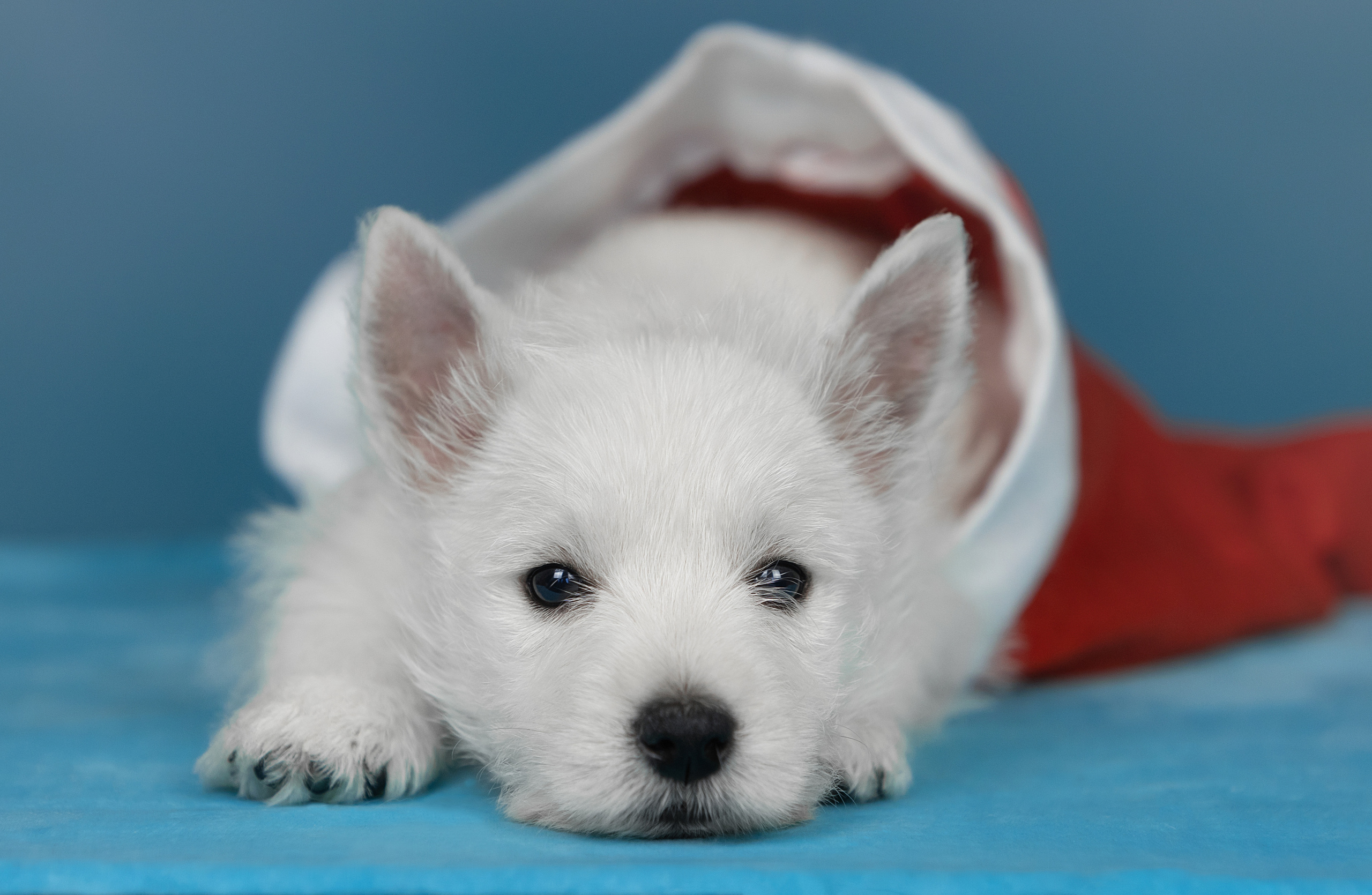 Фотограф-анималист Антон Базылевич