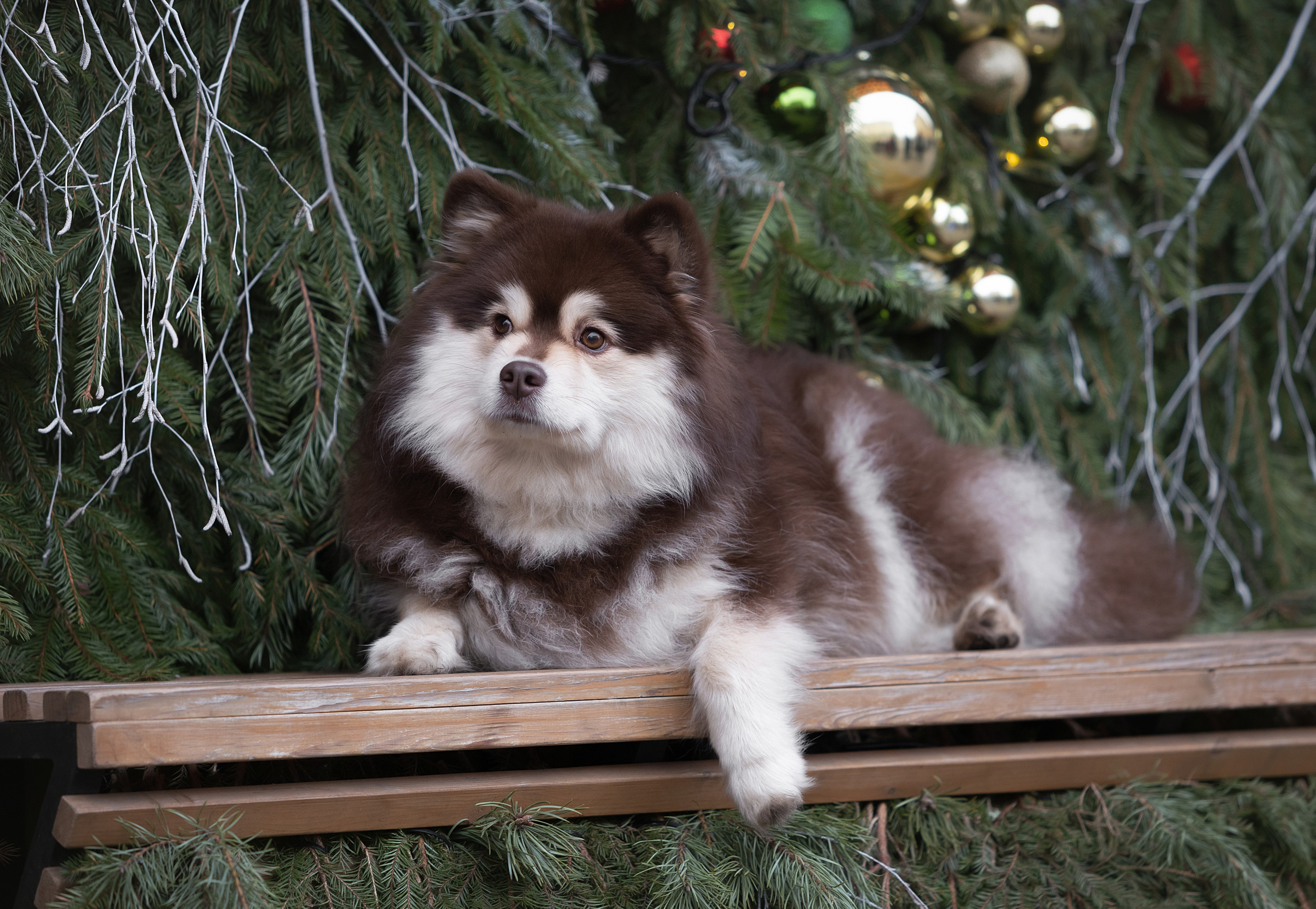 Фотограф-анималист Антон Базылевич