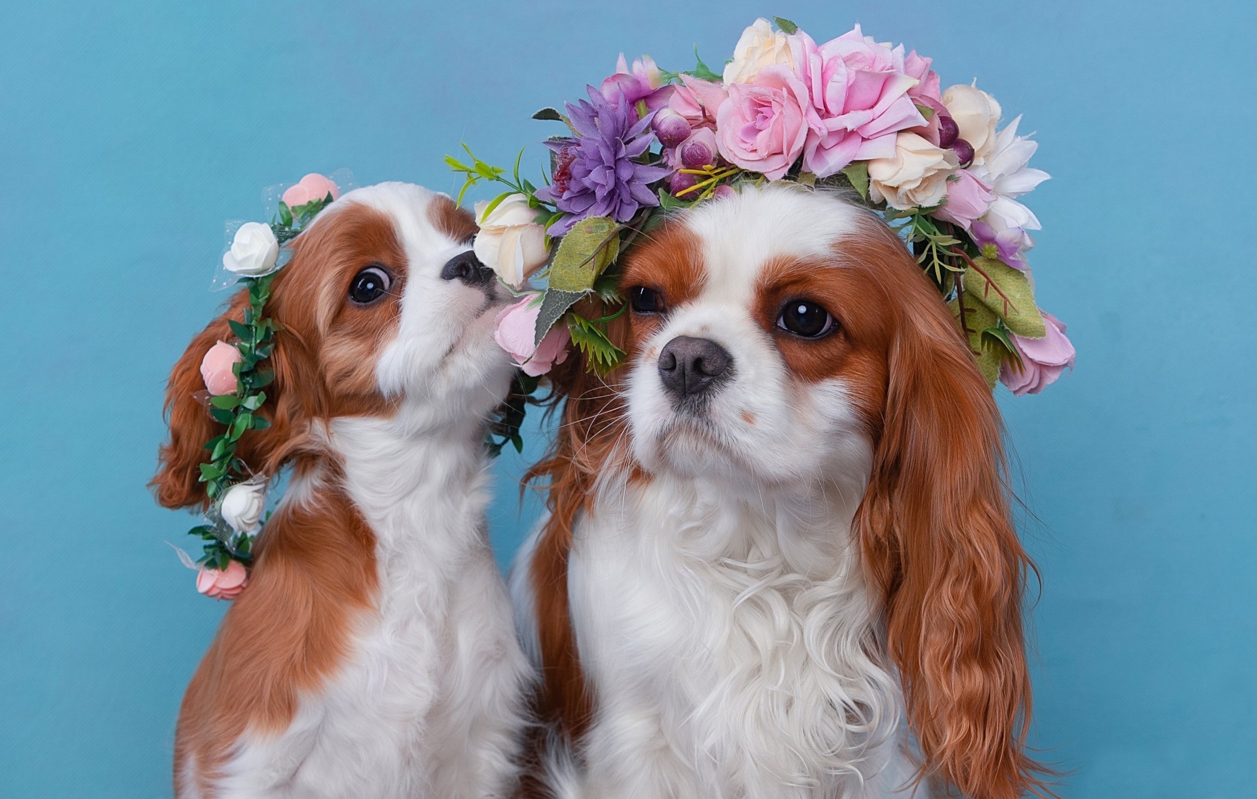 Фотограф-анималист Антон Базылевич