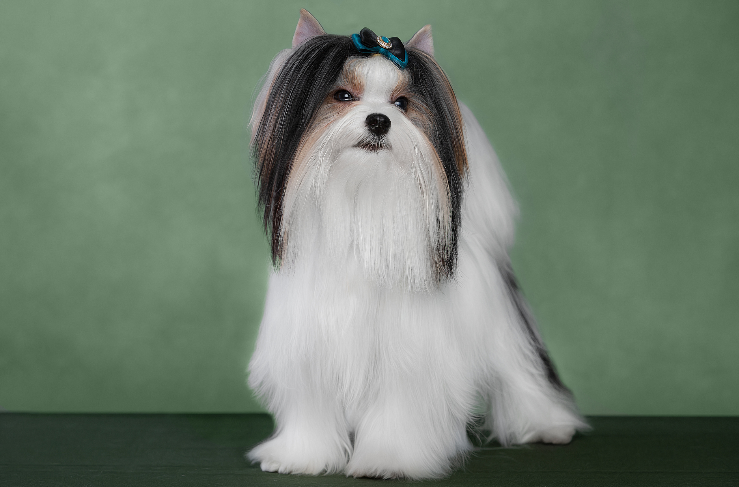 Фотограф-анималист Антон Базылевич