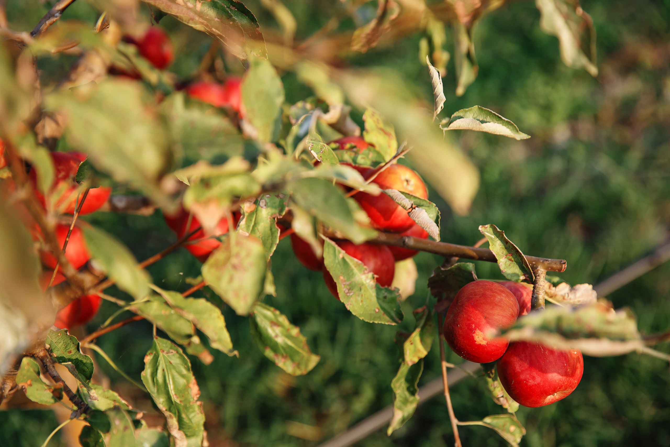 Свадебная фотосессия в Лабинске. Прогулка на лавандовом поле. Фотограф Дмитрий Шевченко.