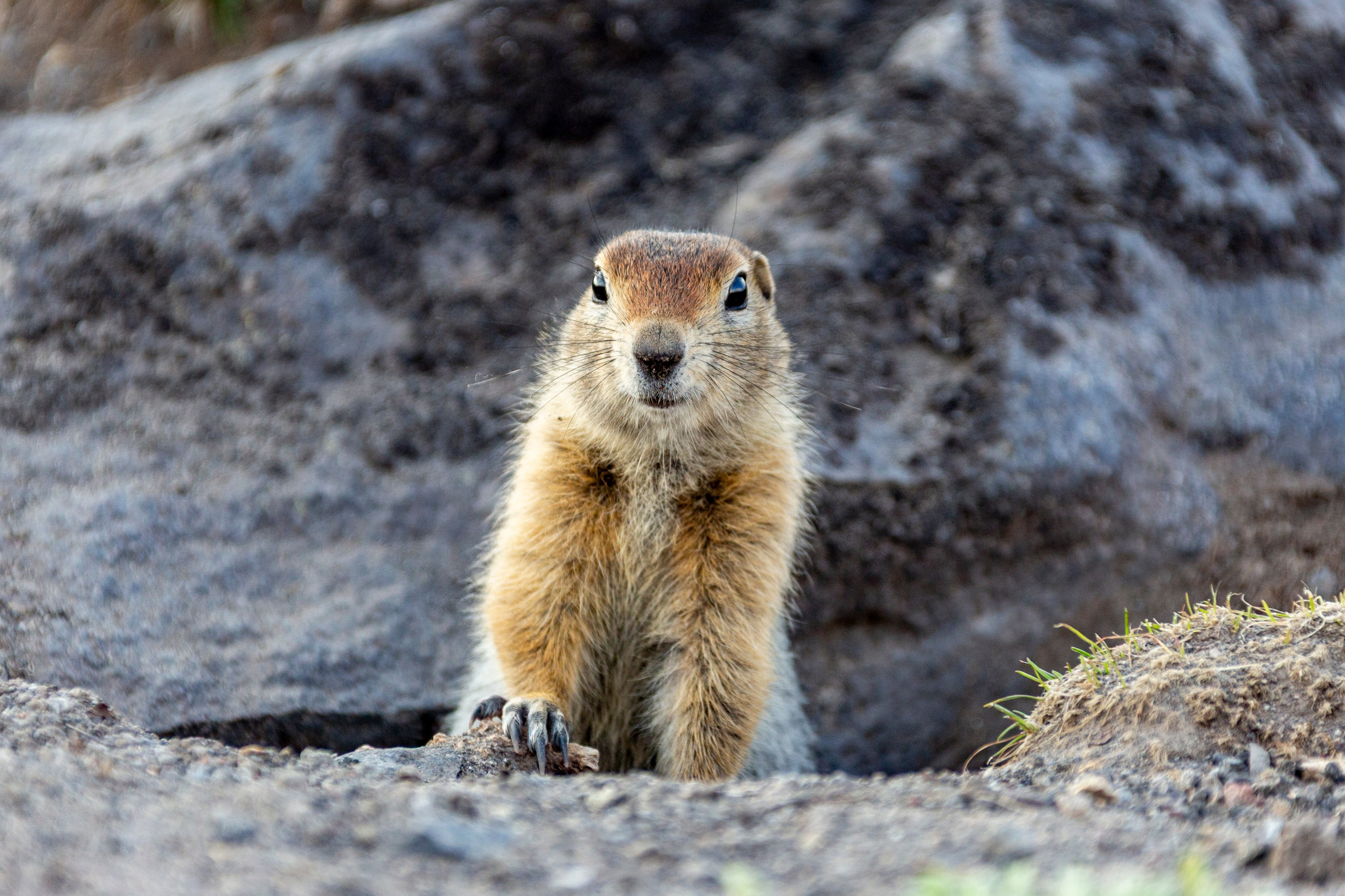 Восхождение на Авачинский вулкан — классика Камчатки. Время Камчатки: чтобы найти свой путь, нужно скорость умножить на время