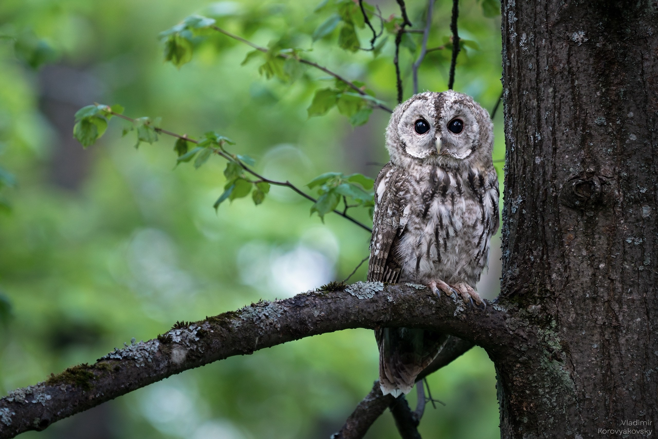 Животные. Фотограф Владимир Коровяковский
