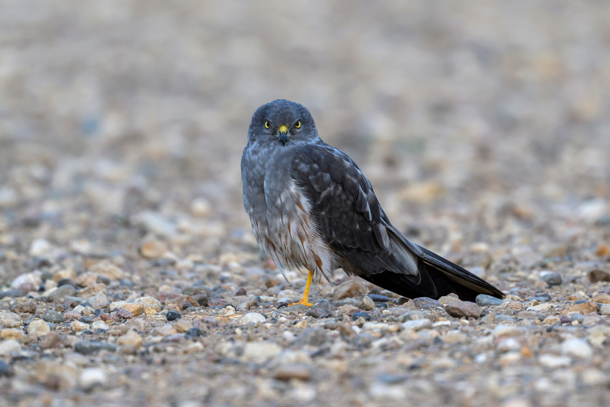 Веретенники, фифи и турухтаны. Godwits, Wood sandpipers and Ruffs. Фотограф Сергей Пупонин