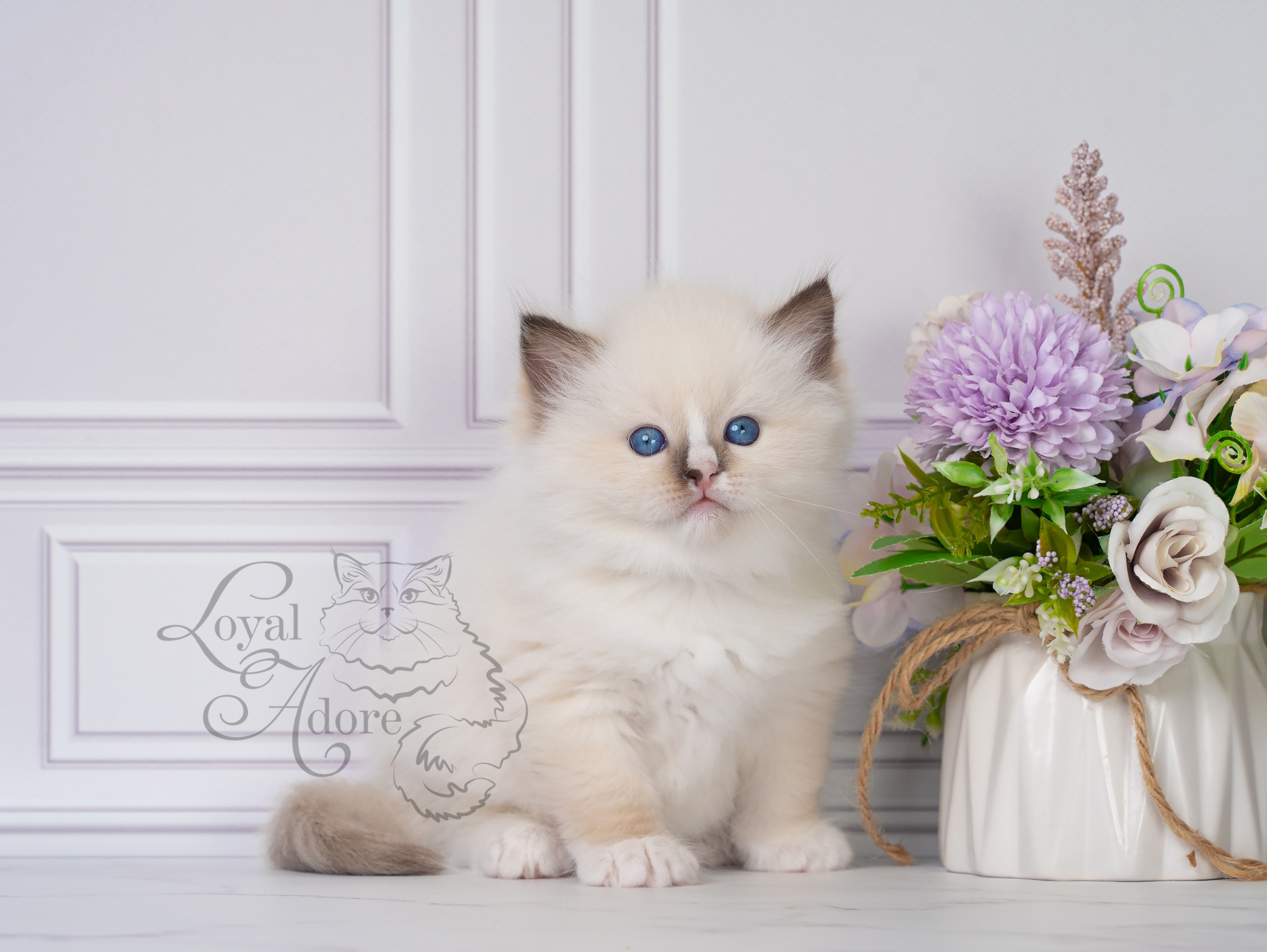 Котята рэгдолл от Loyal Adore. Питомник рэгдолл Loyal Adore