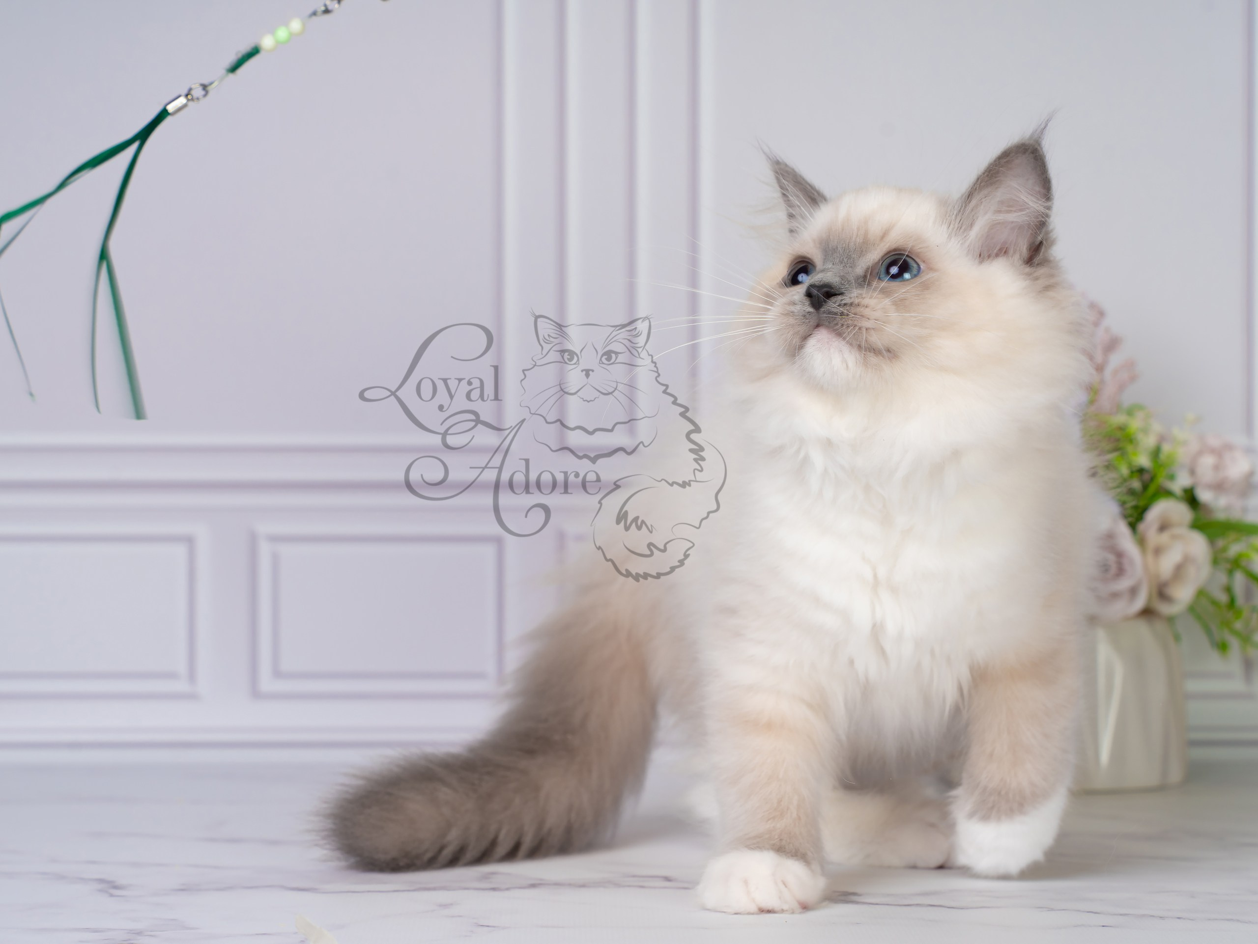 Котята рэгдолл от Loyal Adore. Питомник рэгдолл Loyal Adore