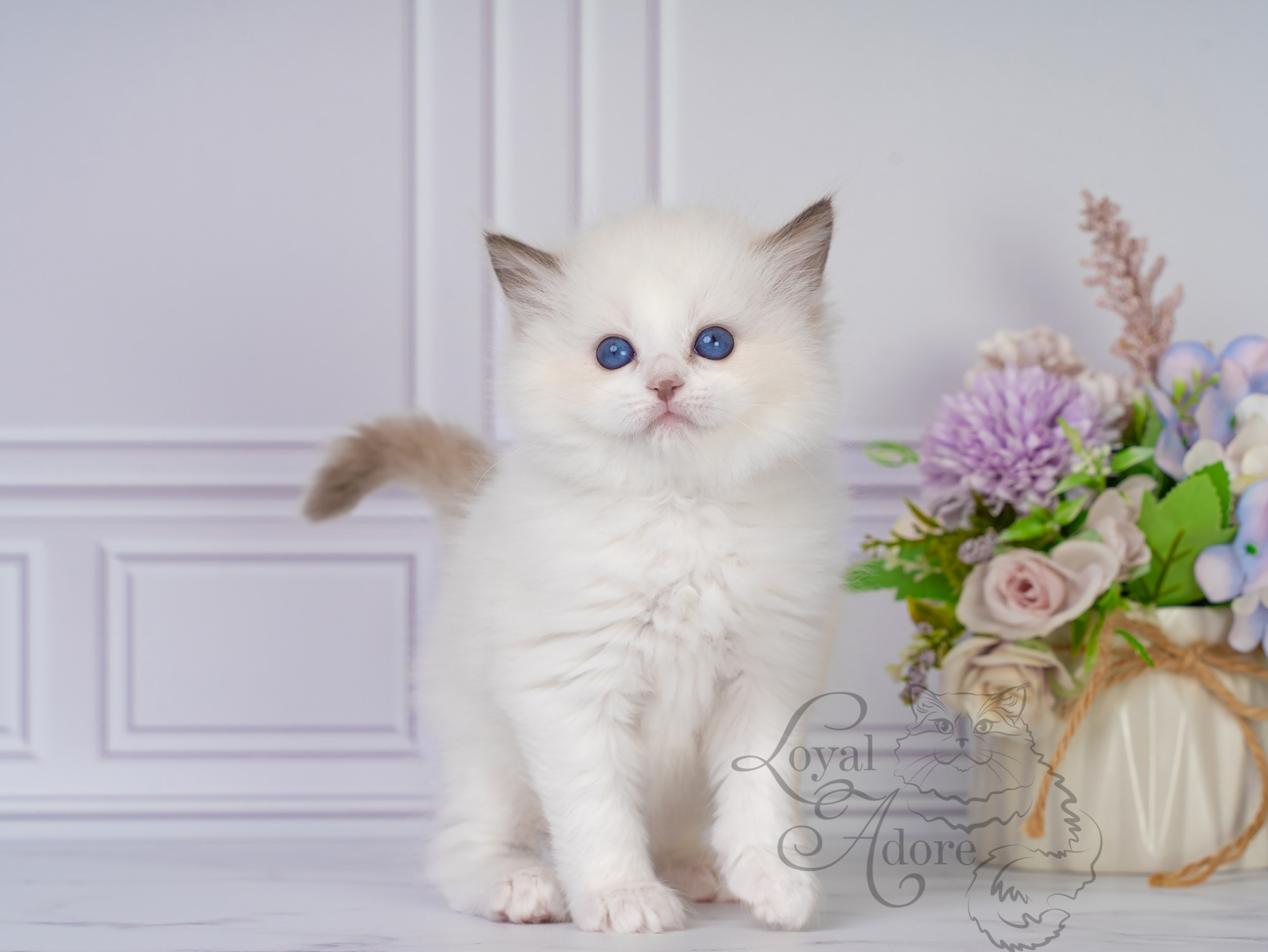 Котята рэгдолл от Loyal Adore. Питомник рэгдолл Loyal Adore