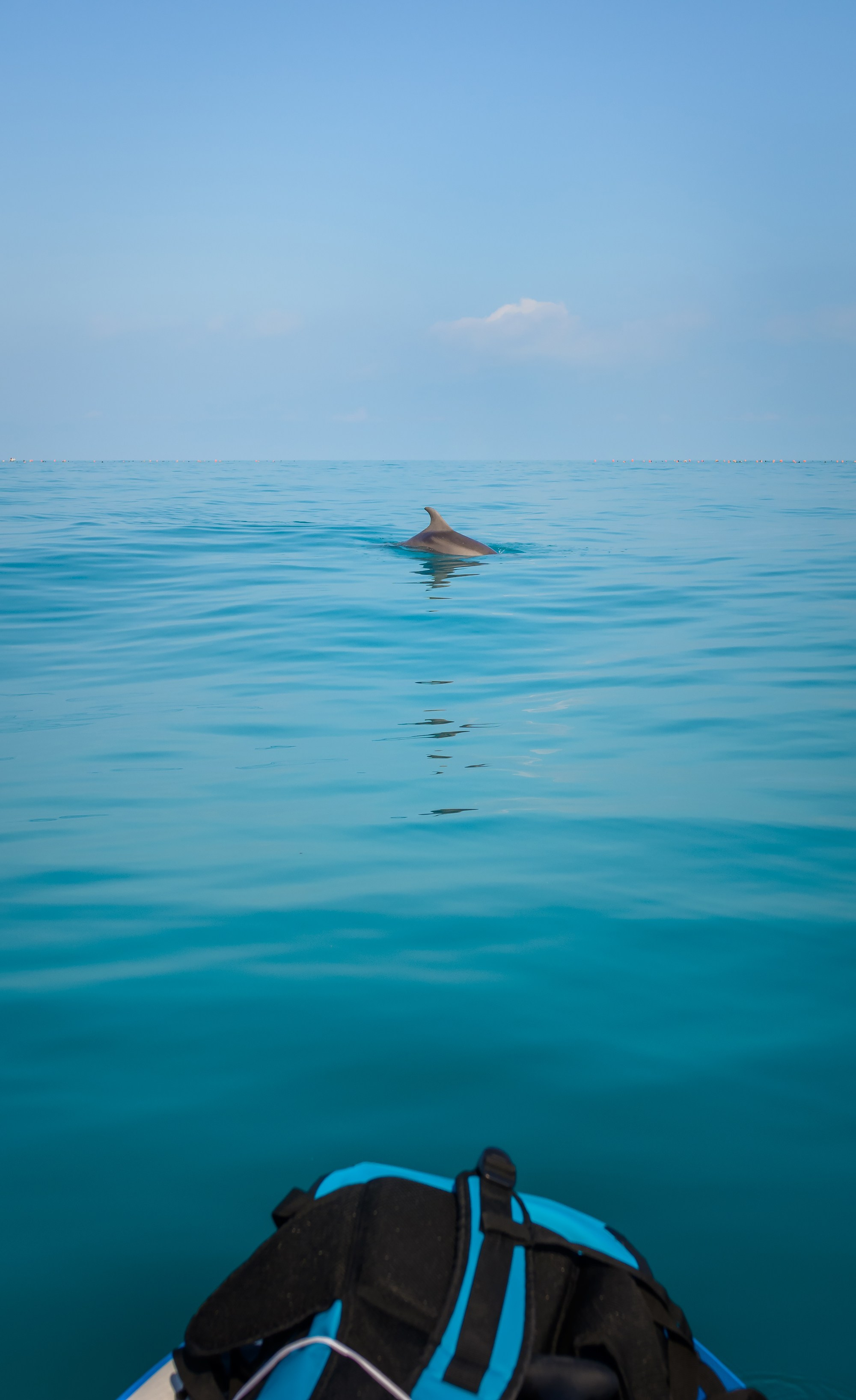 Краснодарский край, локация, фотосессия, САП, САП-прогулки, фото на САП-е, море, берег, дельфин