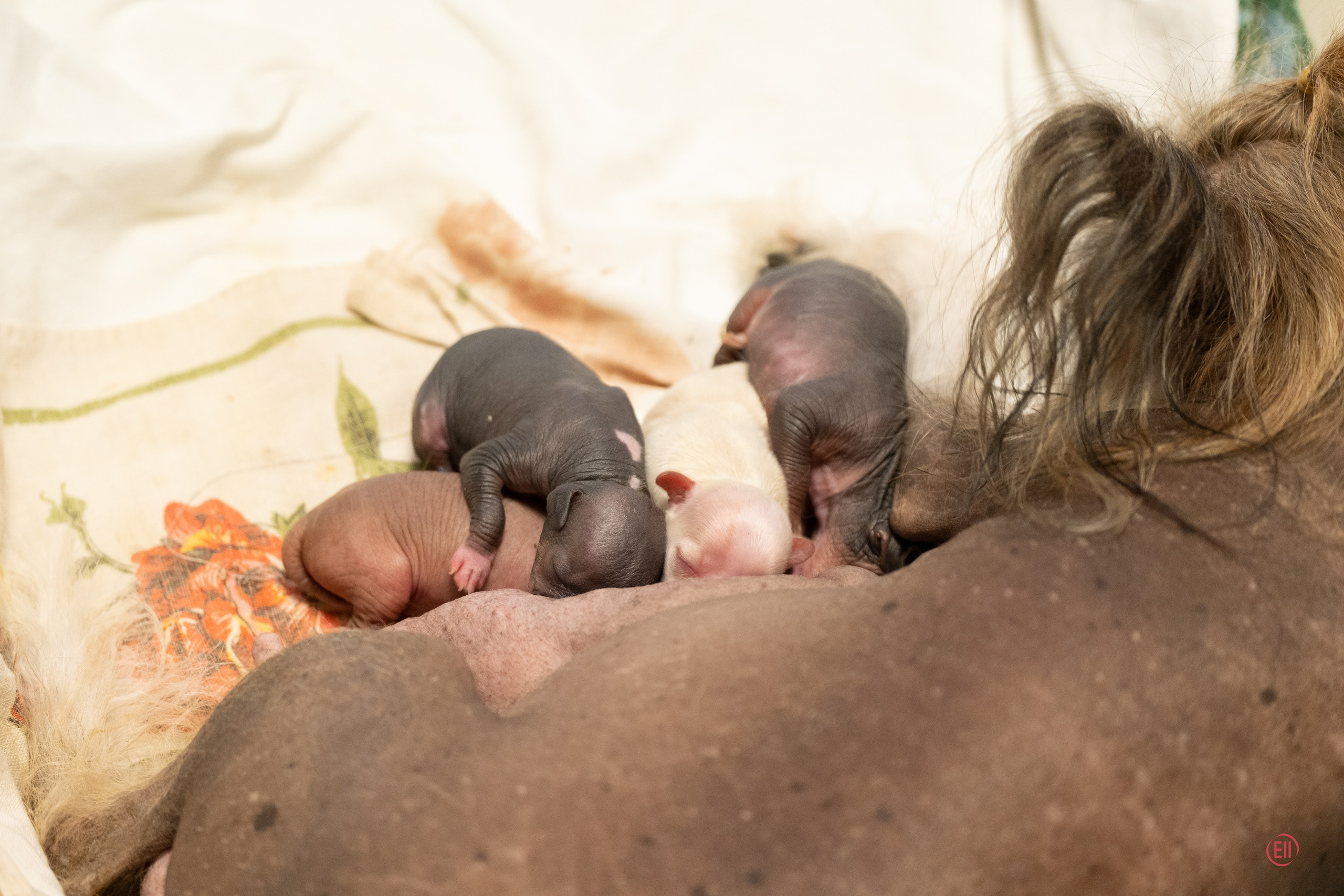Помёт E | 20.07.2026. Poale Ell Chinese Crested Dog Kennel: Buy a puppy from the kennel