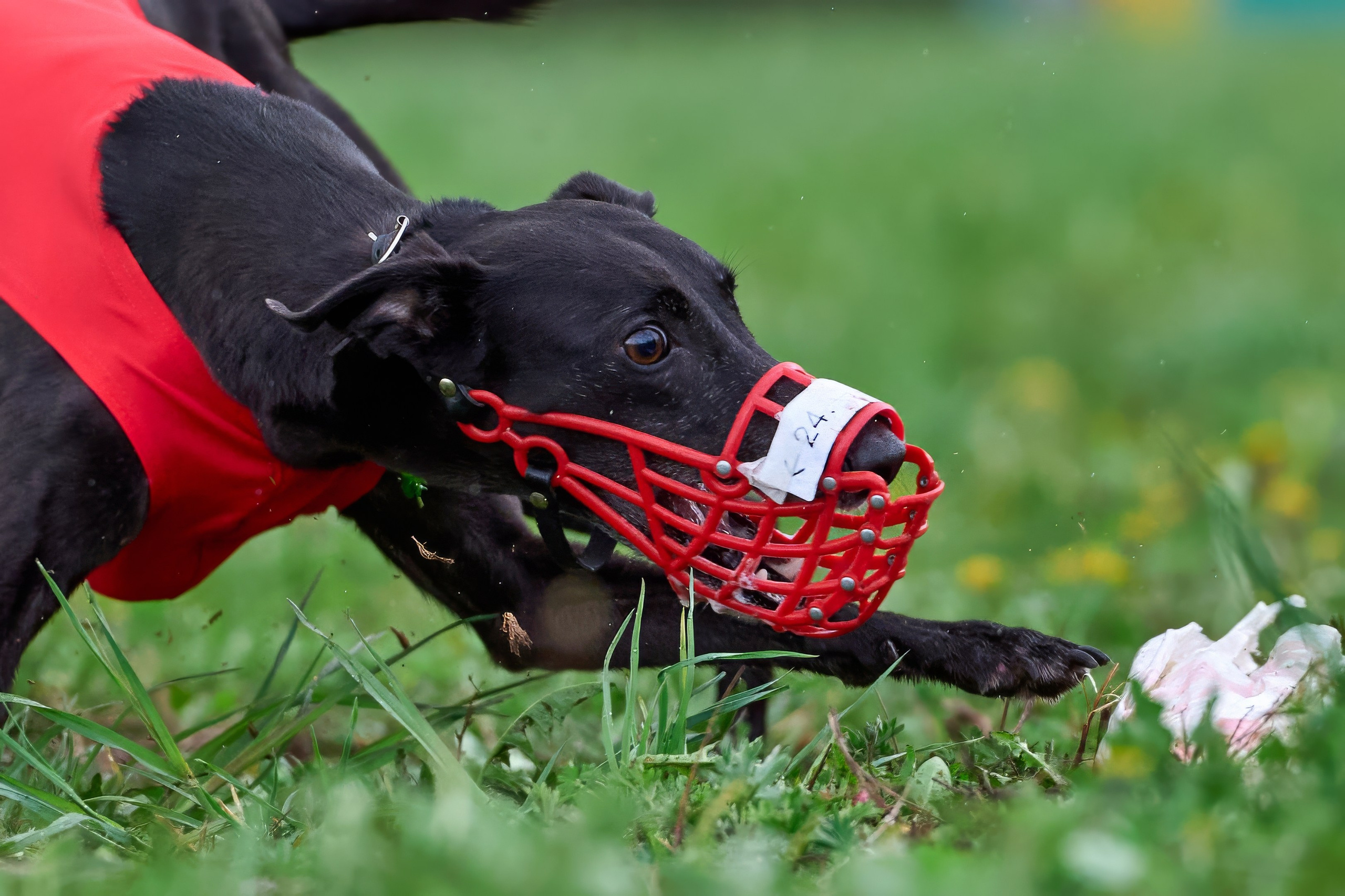 ПЧРКФ по курсингу. Фотограф-анималист Михаил Манухин