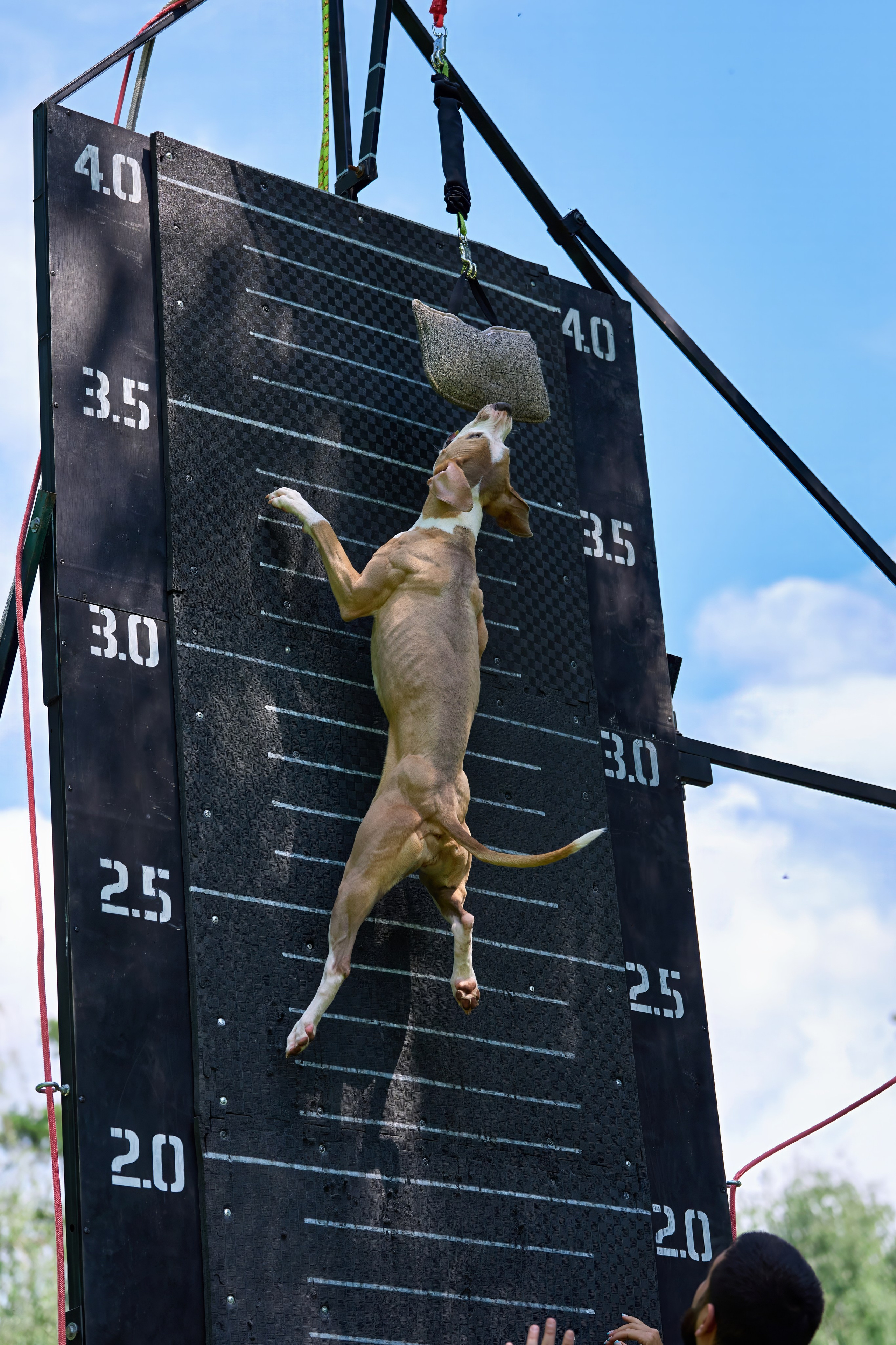 Двухдневные соревнования «Jump'n'Gym Fest — 2024». Фотограф-анималист Михаил Манухин