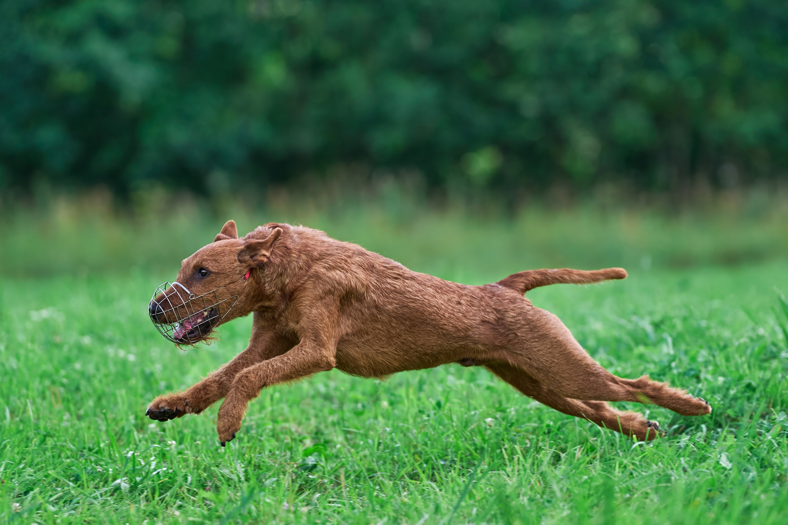 Тренировка в Донино. Фотограф-анималист Михаил Манухин