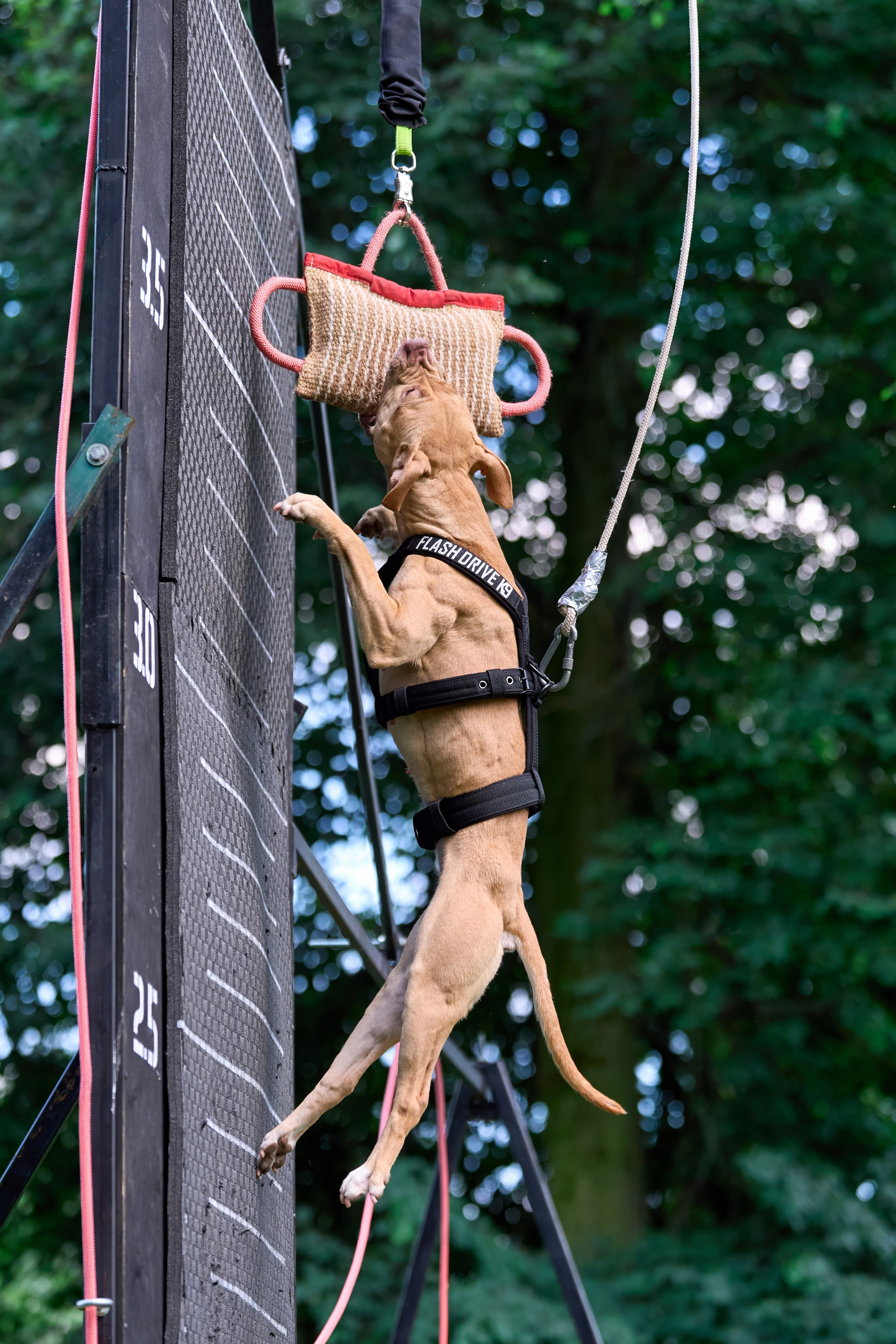 Двухдневные соревнования «Jump'n'Gym Fest — 2024». Фотограф-анималист Михаил Манухин