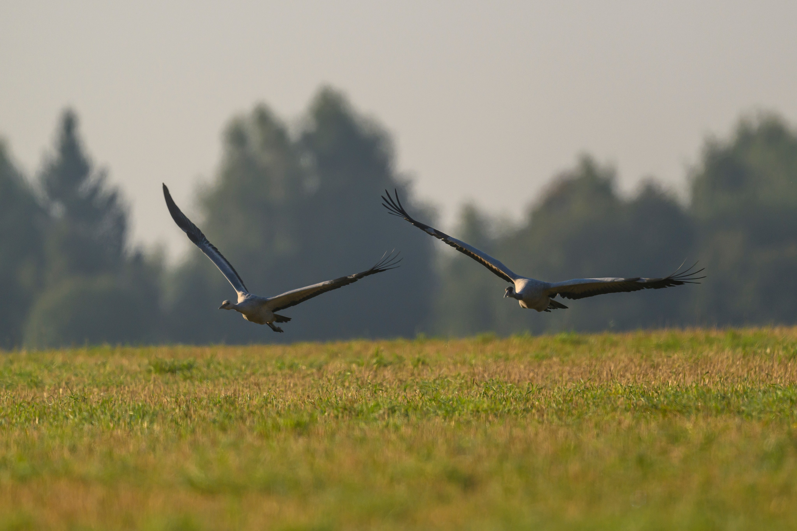 Танцы журавлей. Dances of the Cranes. Фотограф Сергей Пупонин