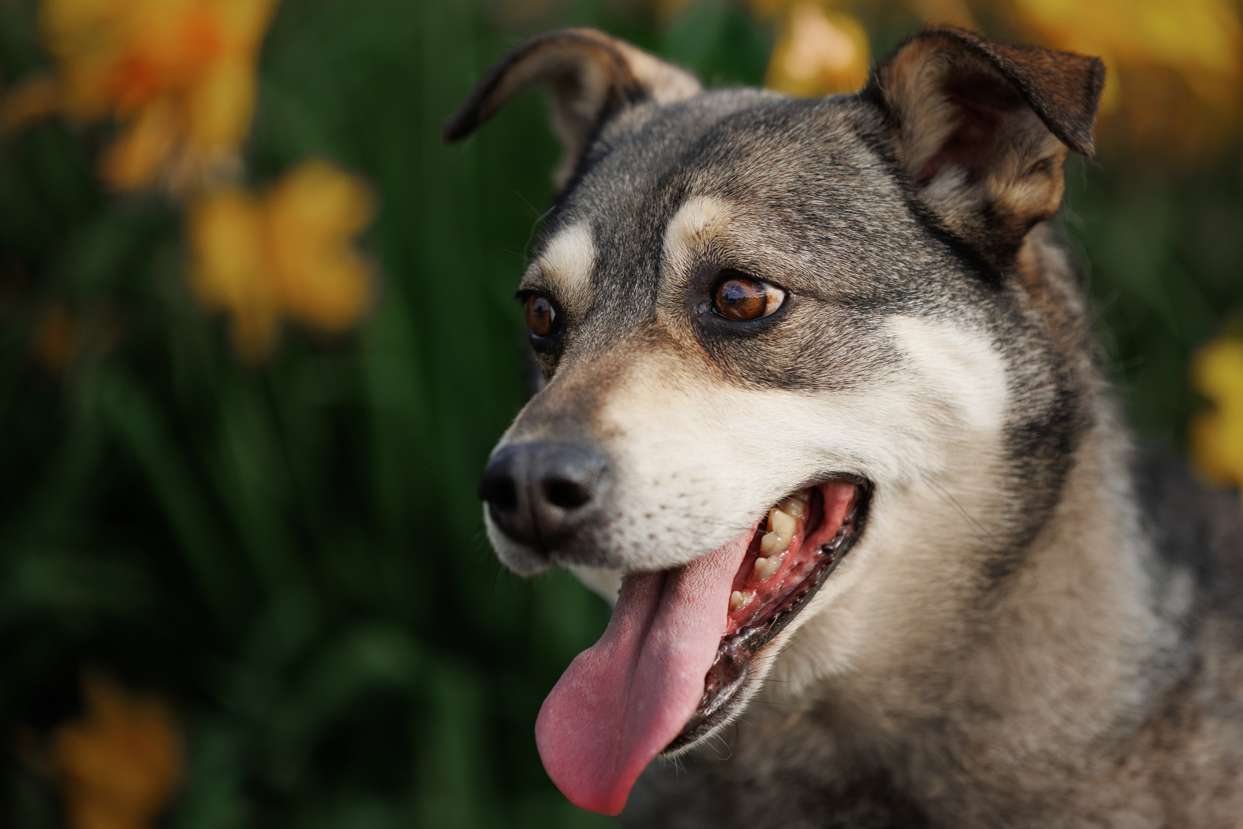 ИЩУТ ДОМ. Фотограф-анималист в Москве и Подмосковье