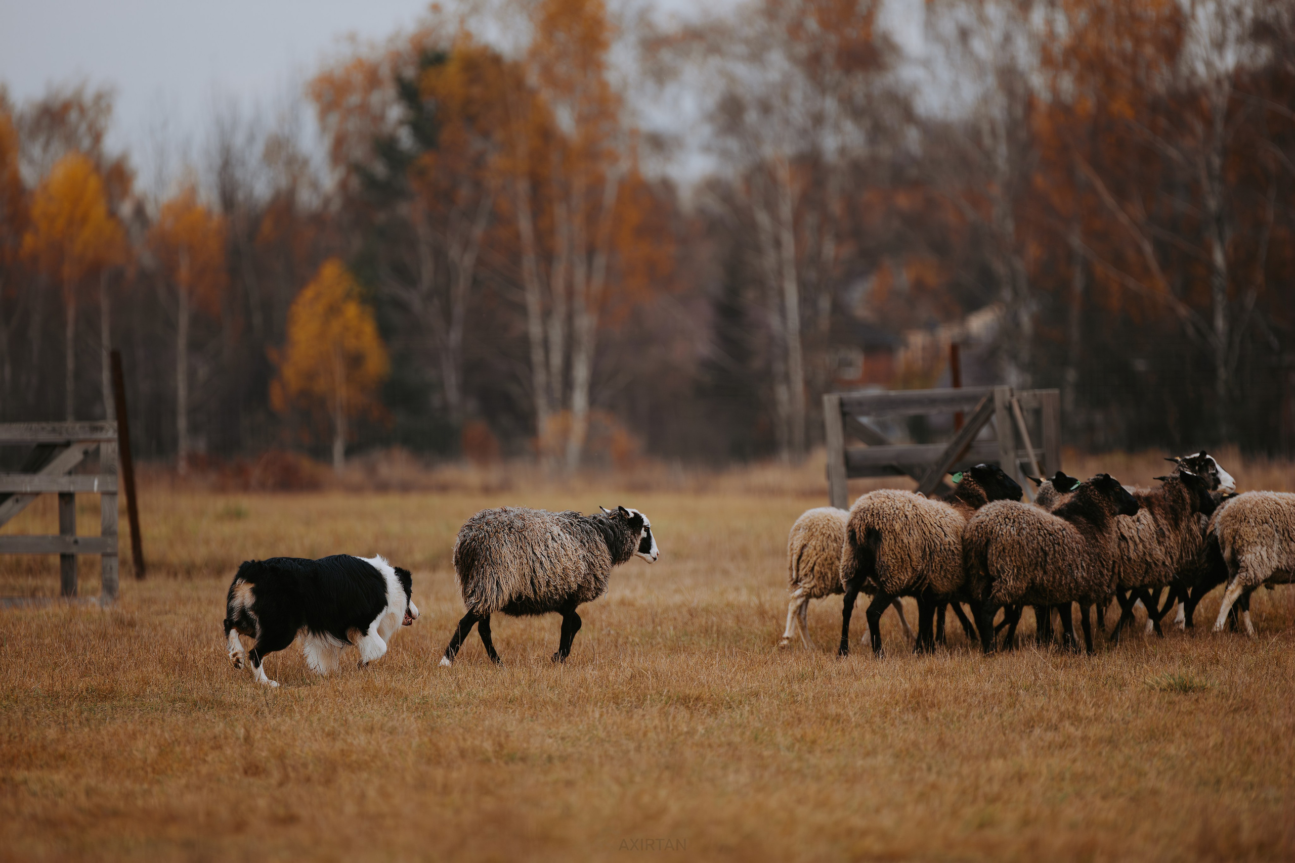 Гелий. BLGKV питомник собак