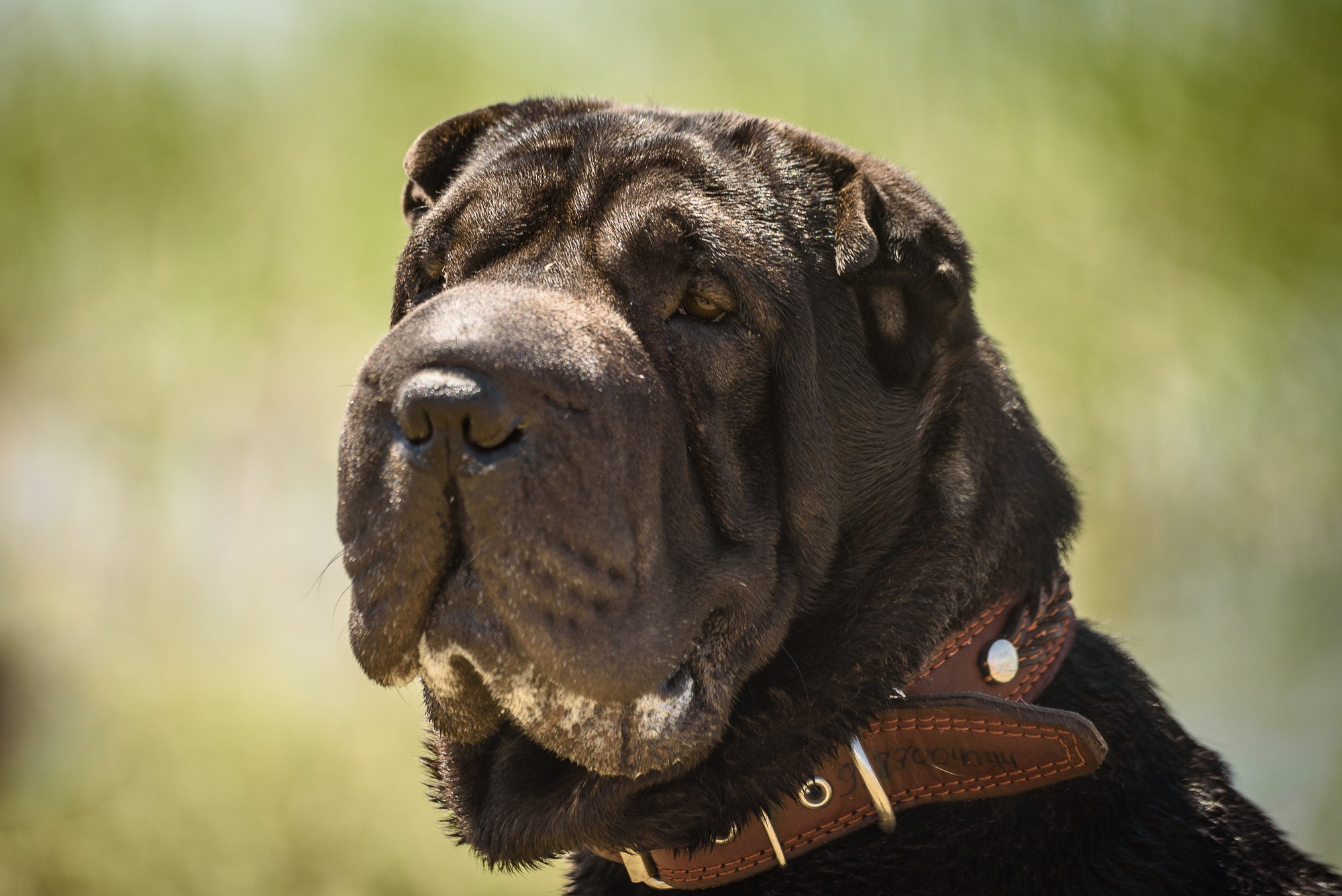 Черная собака крупным планом